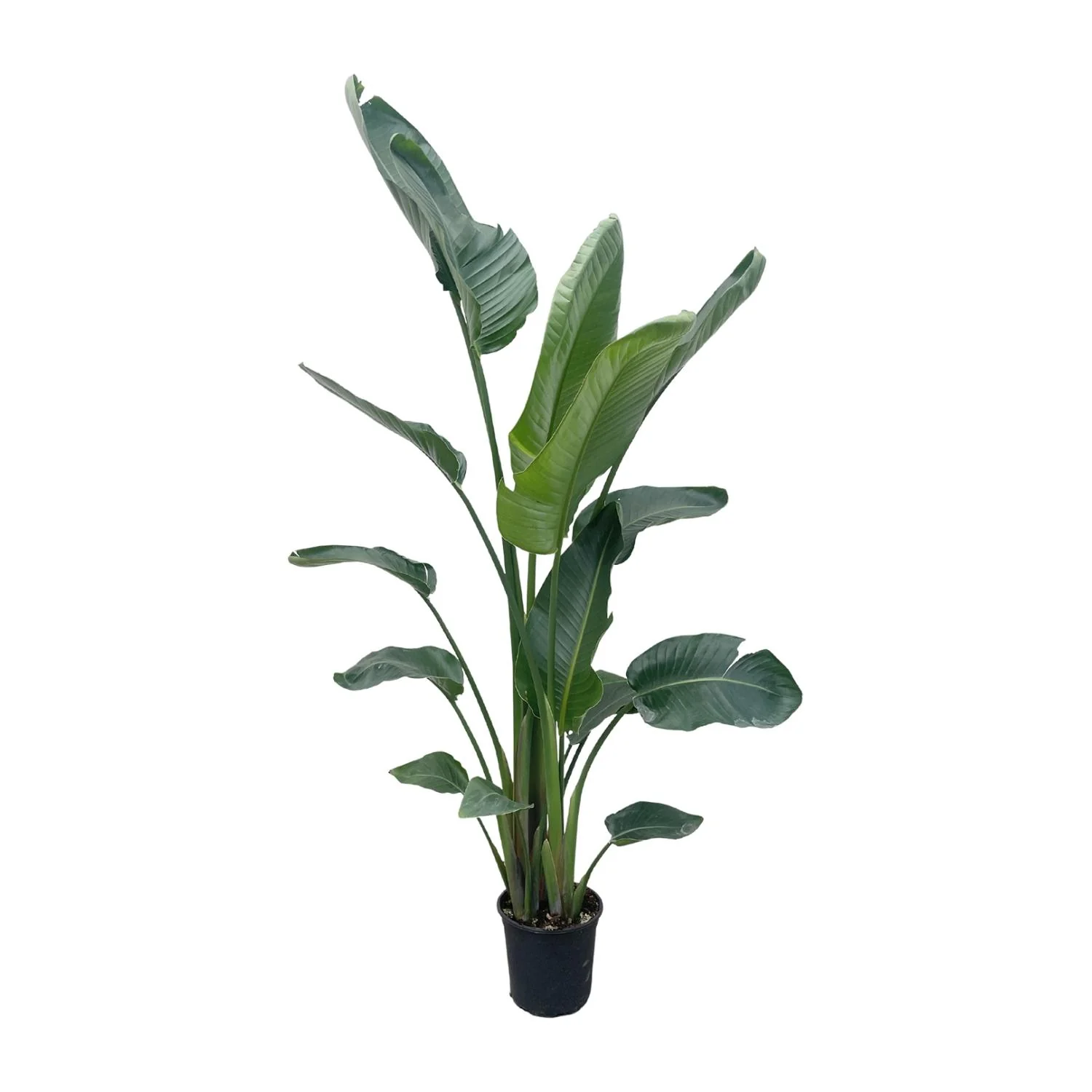 Strelitzia Nicolai XXL