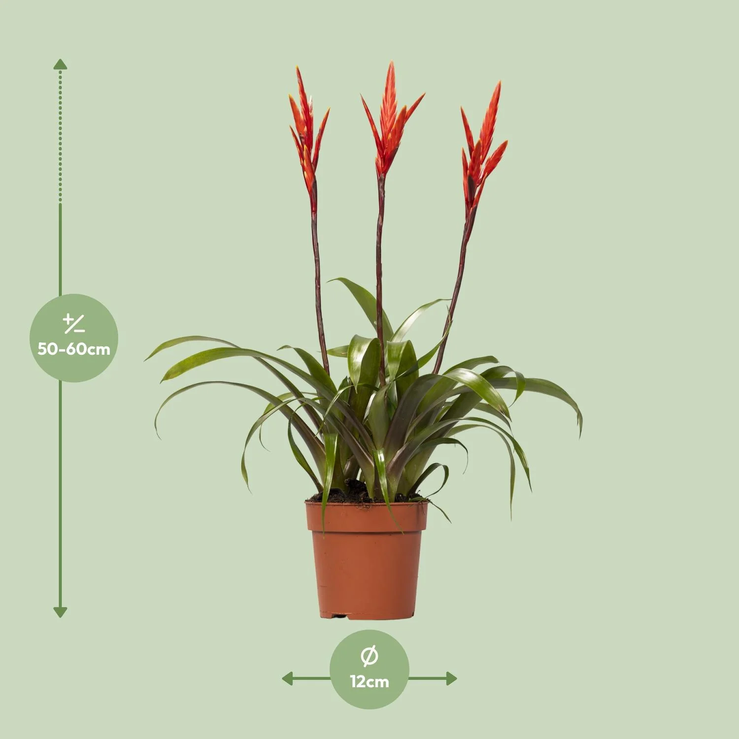 Vriesea Elan Toef Pflege