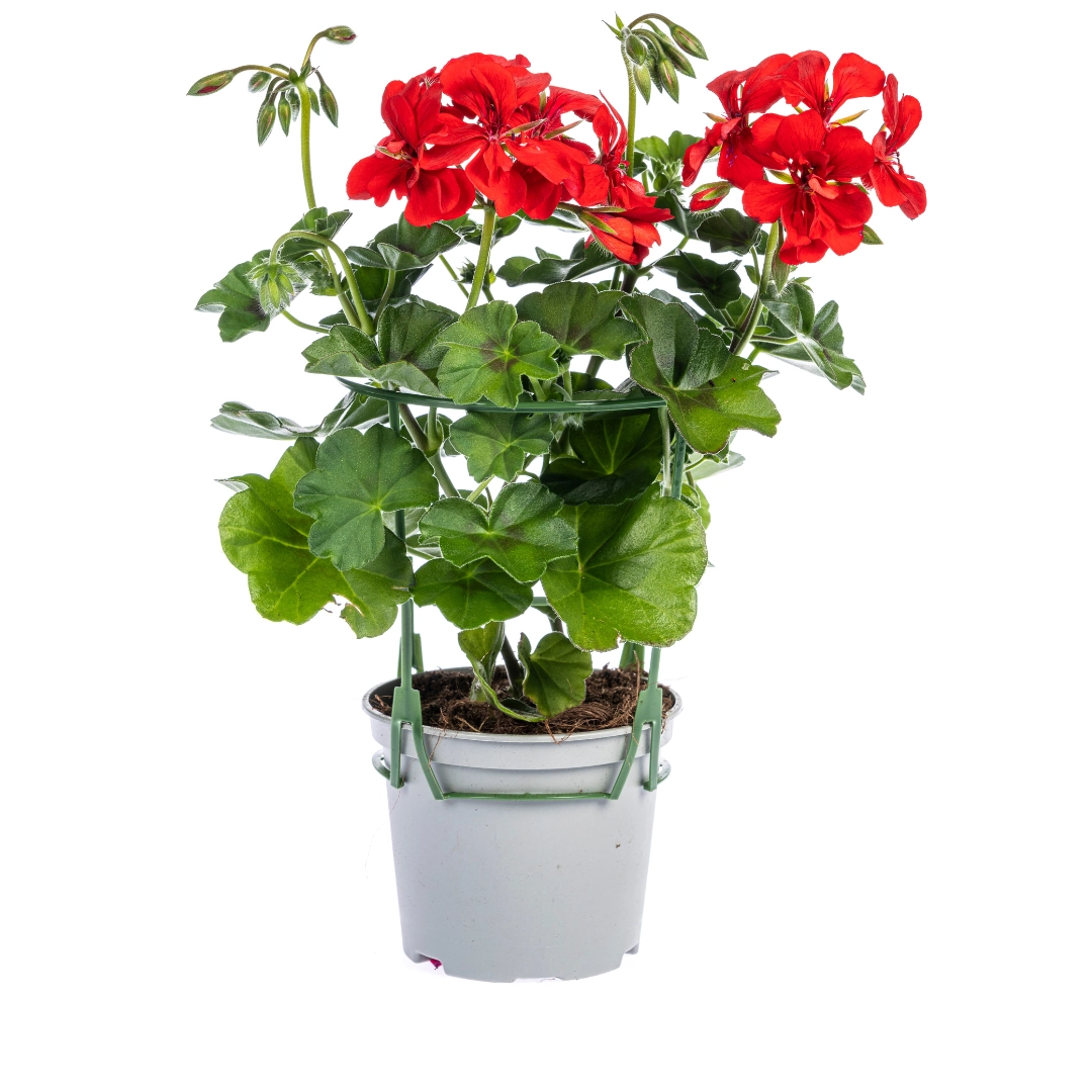 Pelargonium peltatum Mix - Frontalansicht mit roten, weißen und violetten Blüten