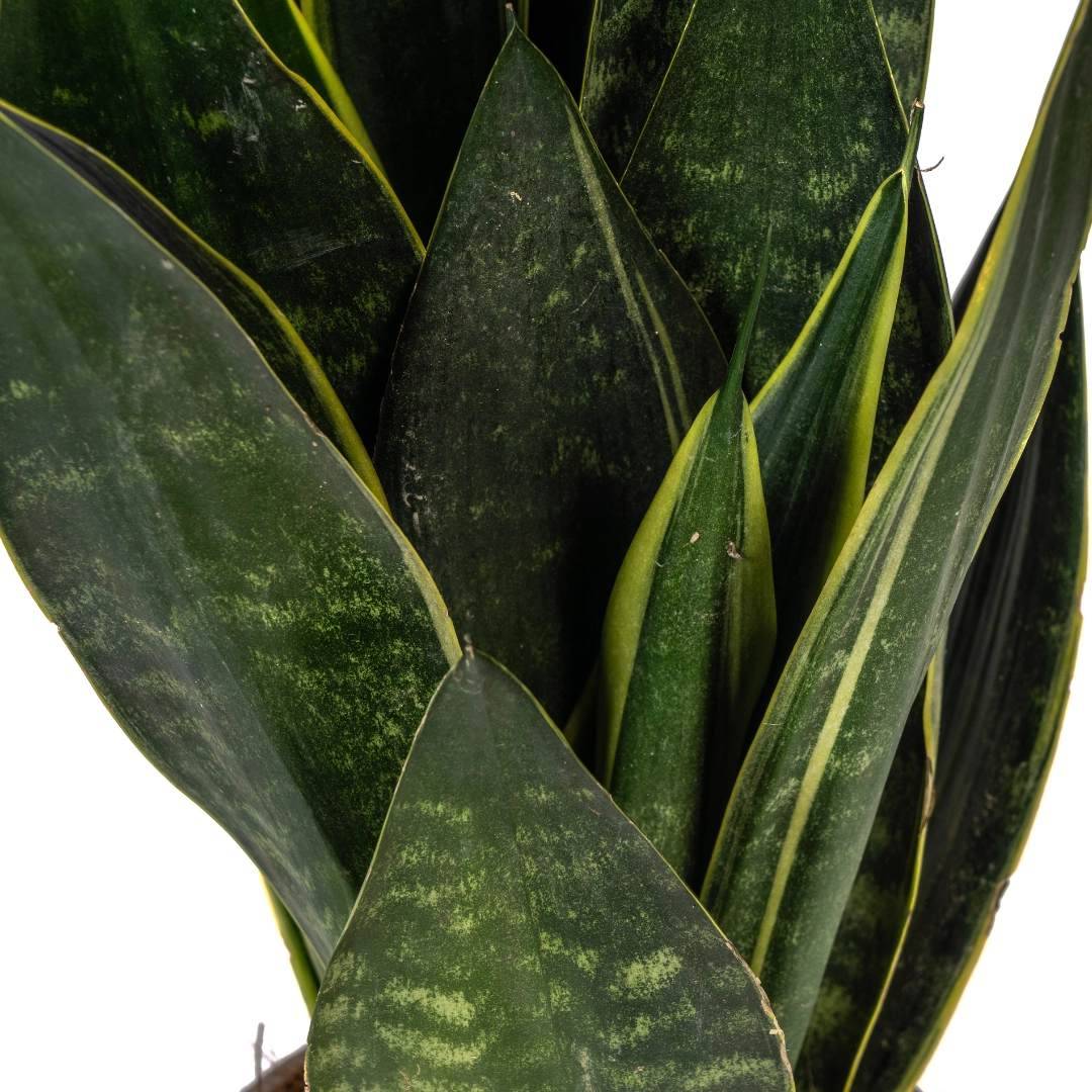 Sansevieria Trifasciata Futura Black - Detailansicht