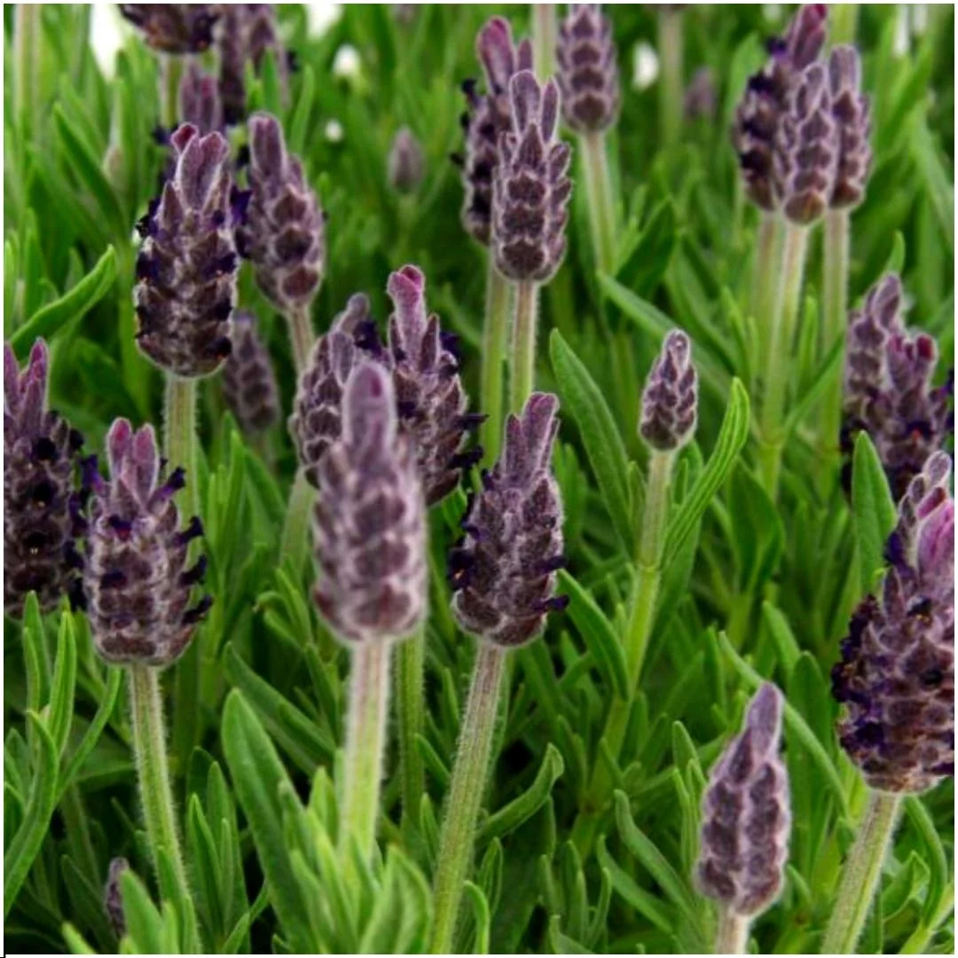 Bilder von Lavendel Anouk