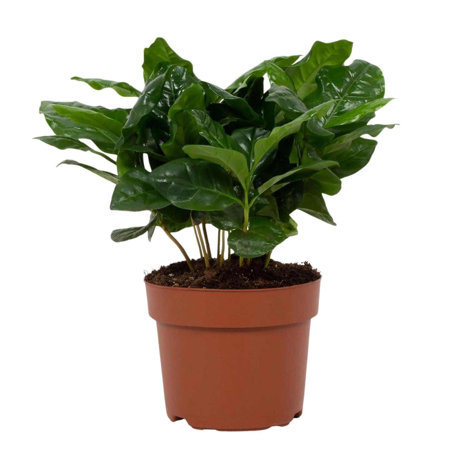 Coffea arabica – Arabische Kaffeepflanze