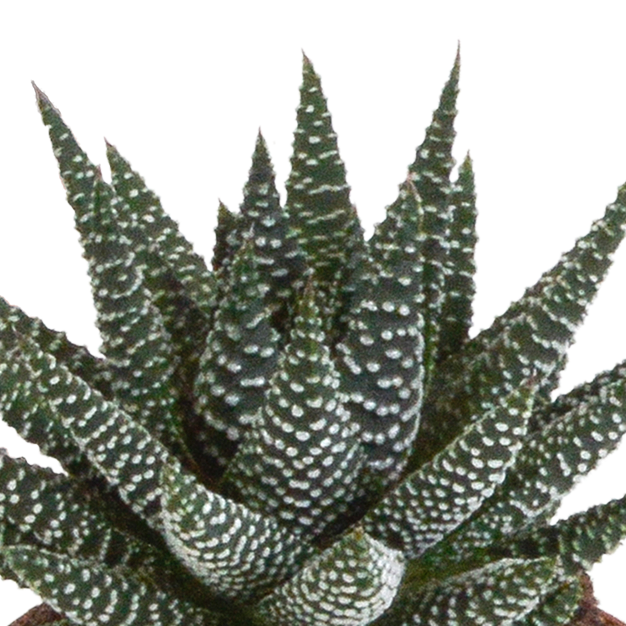 Detailansicht der Gasteria