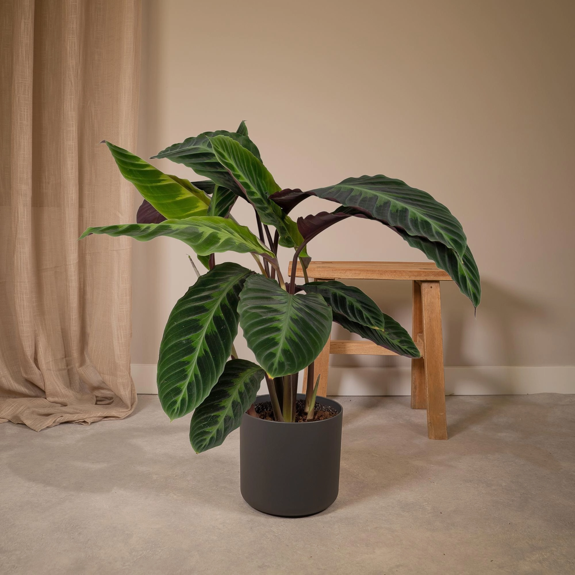 Calathea Warscewiczii - Detailansicht