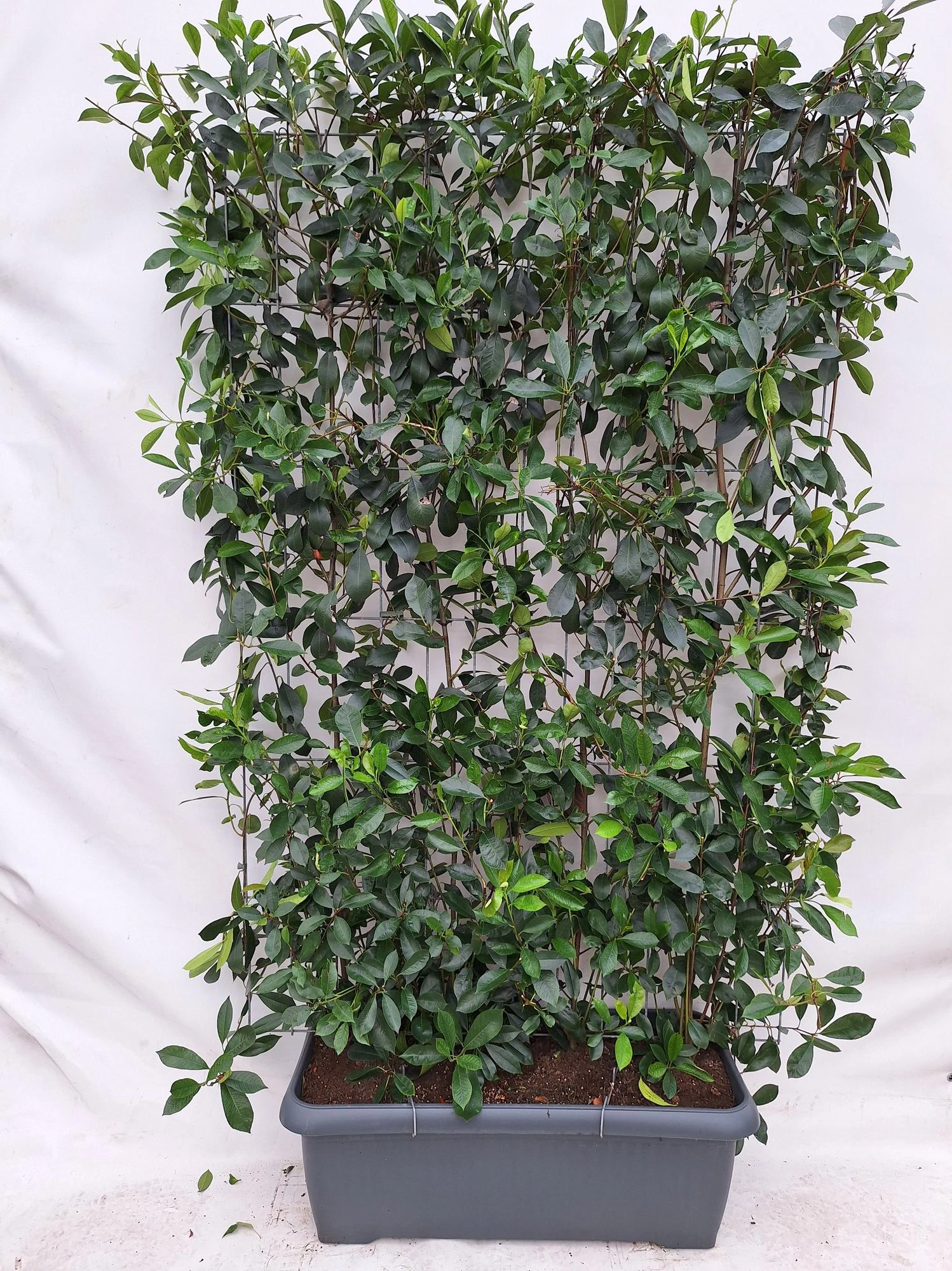 Detailaufnahme Photinia Fraseri 'Red Robin' Fertighecke