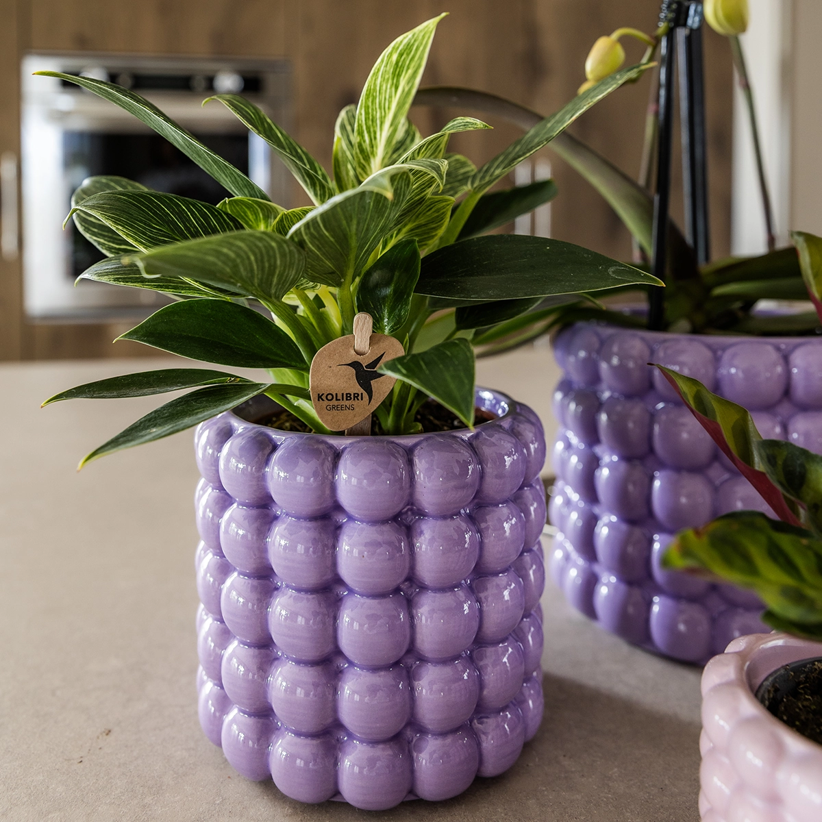 Detail: Poppy Lila Übertopf mit Blasendesign und weißer Orchidee