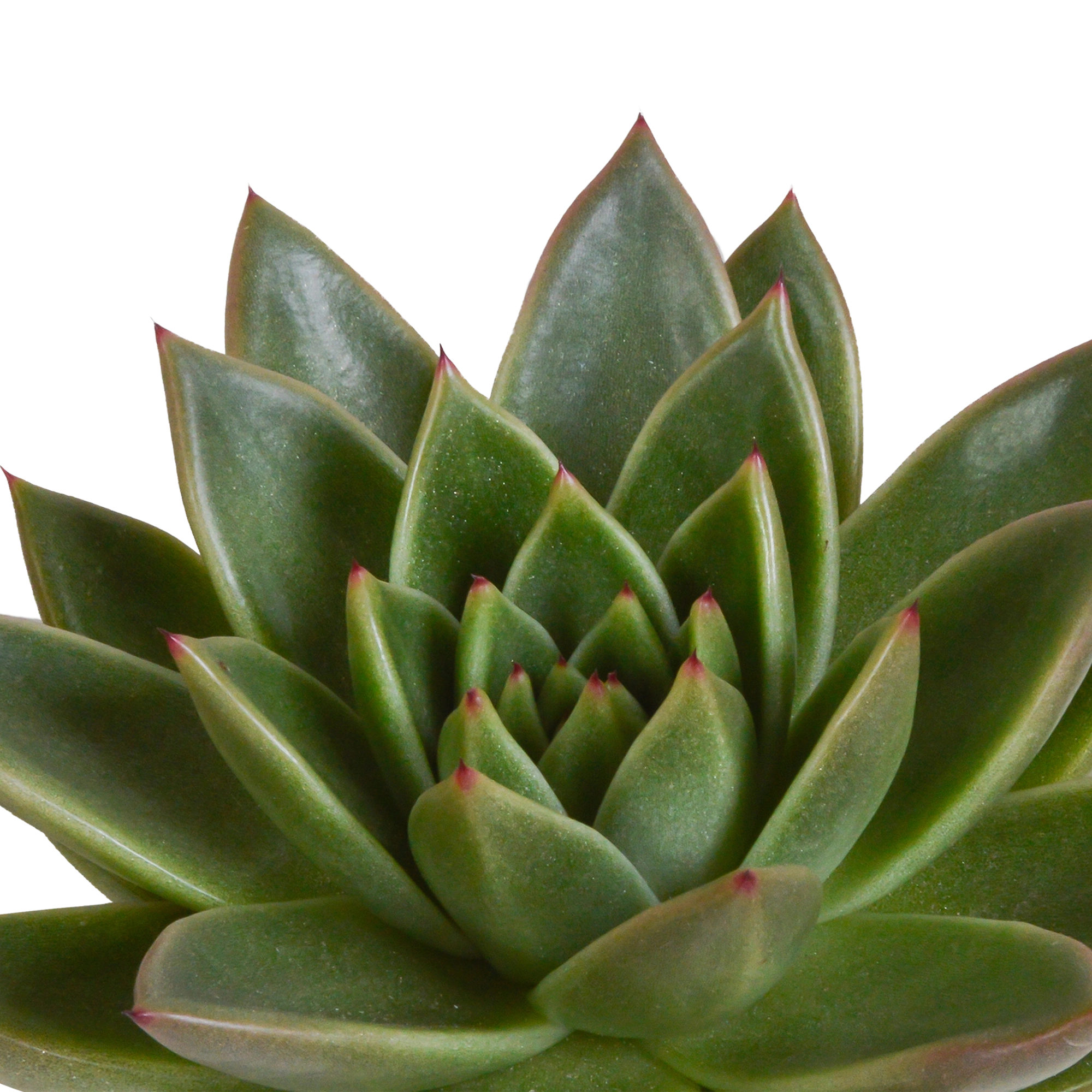 Detailaufnahme der Echeveria-Rosetten mit Farbvariationen