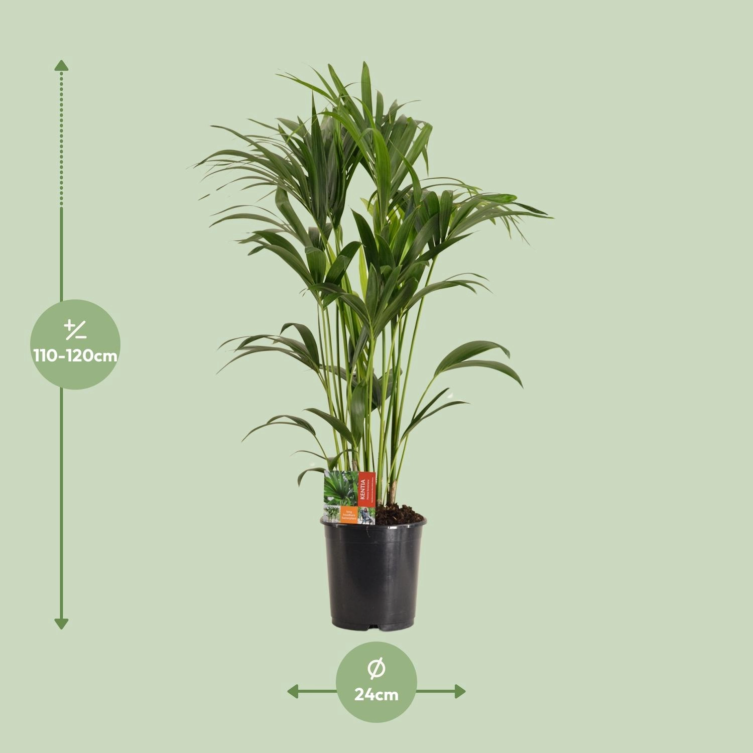 Kentia-Palme (Howea) frontal, 120 cm