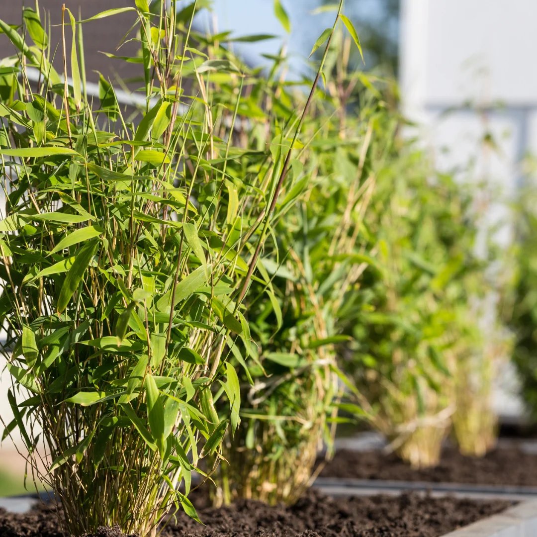 Fargesia Rufa im Garten