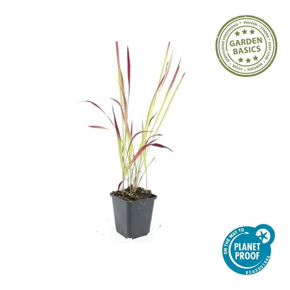 Imperata cylindrica 'Red Baron' im Garten