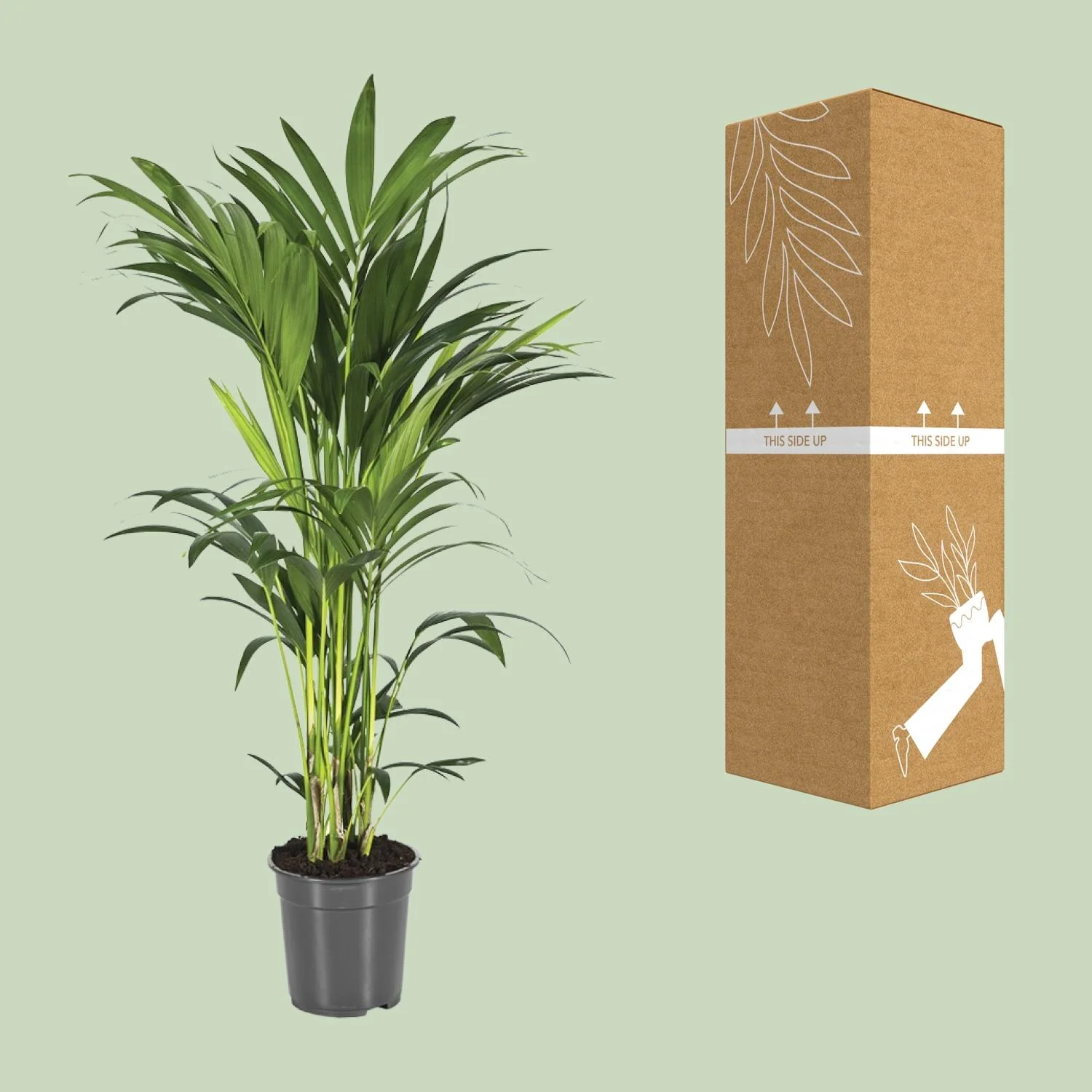 Detailansicht der Kentia-Palme