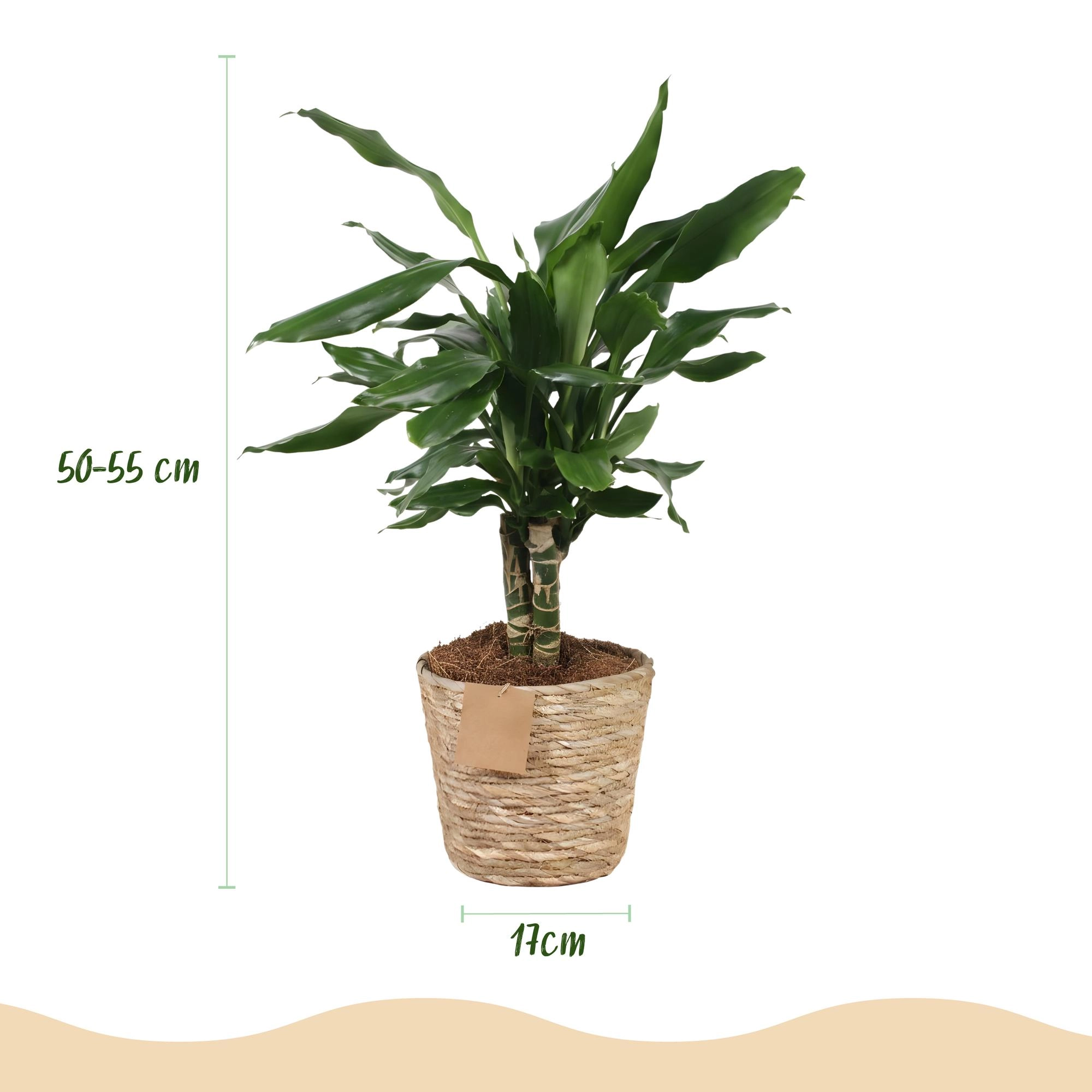 Dracaena fragrans Steudneri Detail