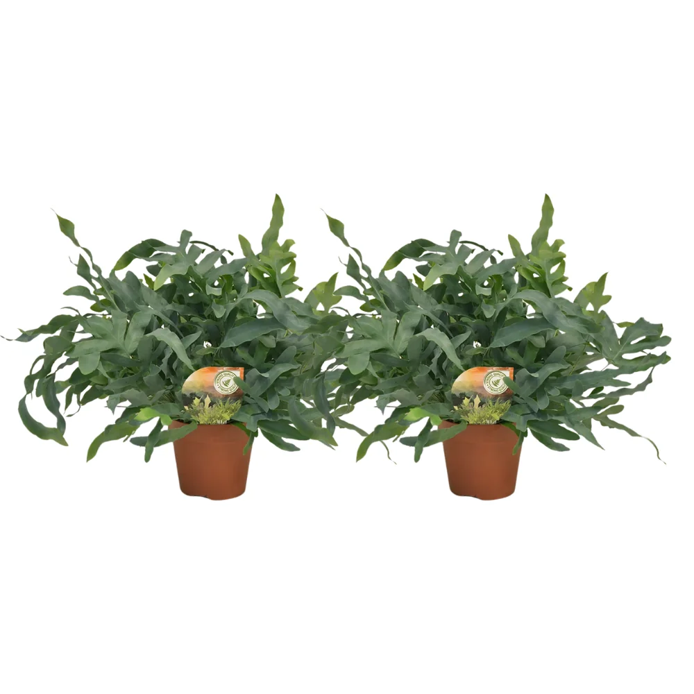 Phlebodium Blue Star - Blick auf die schönen Blätter