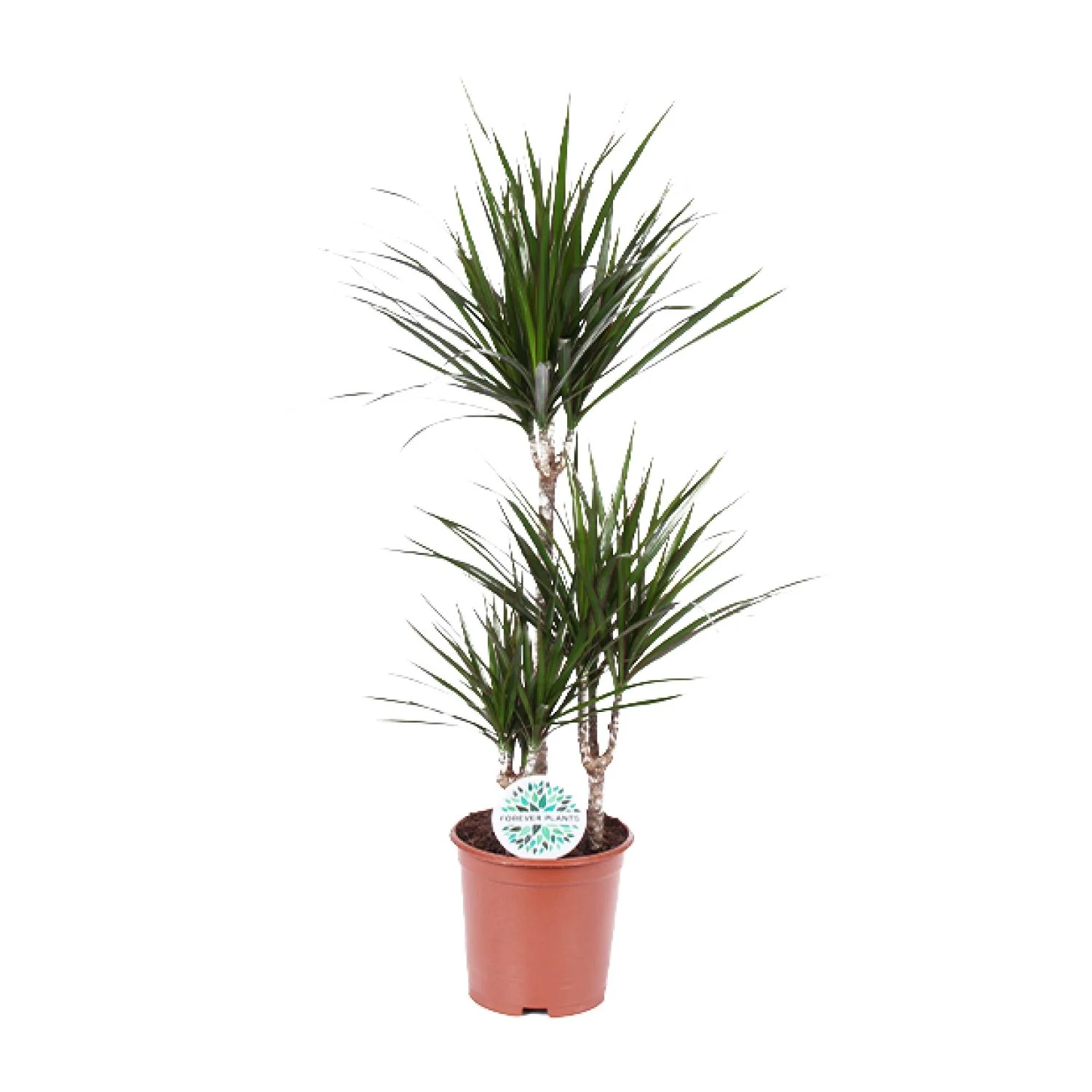 Dracaena Marginata als dekorative Pflanze
