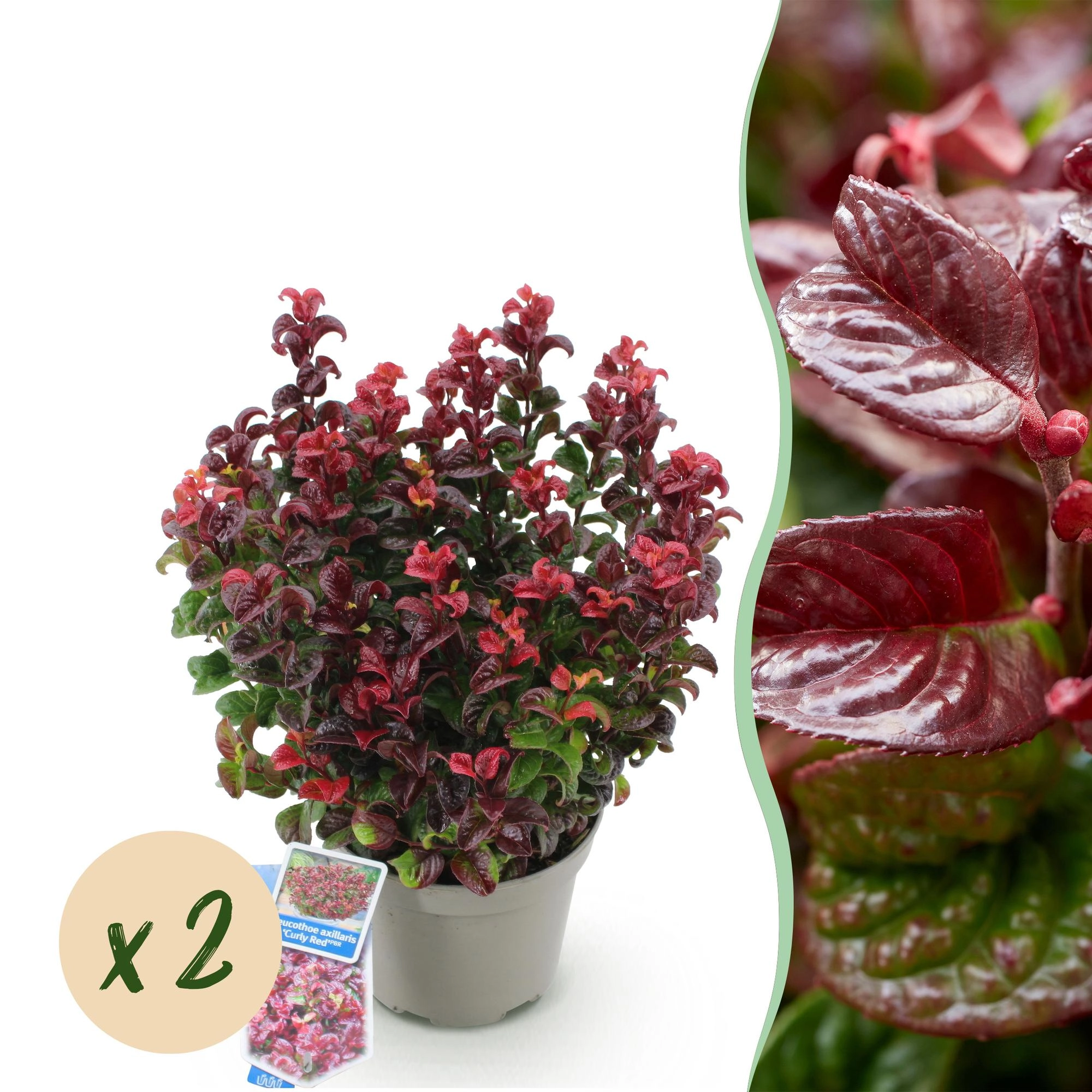 Leucothoe axillaris Curly Red Blick auf die Pflanze