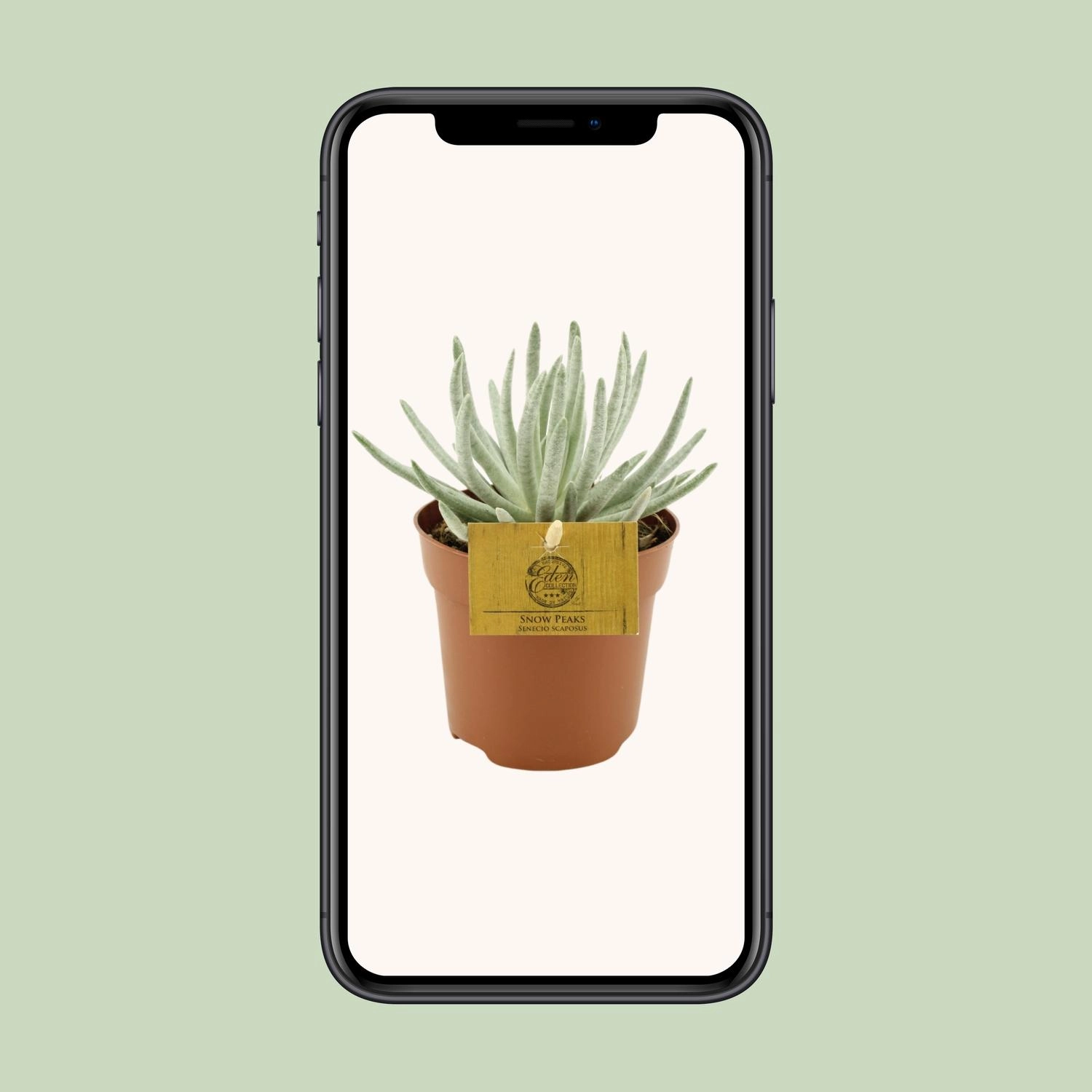 Verschiedene Cineraria Farben