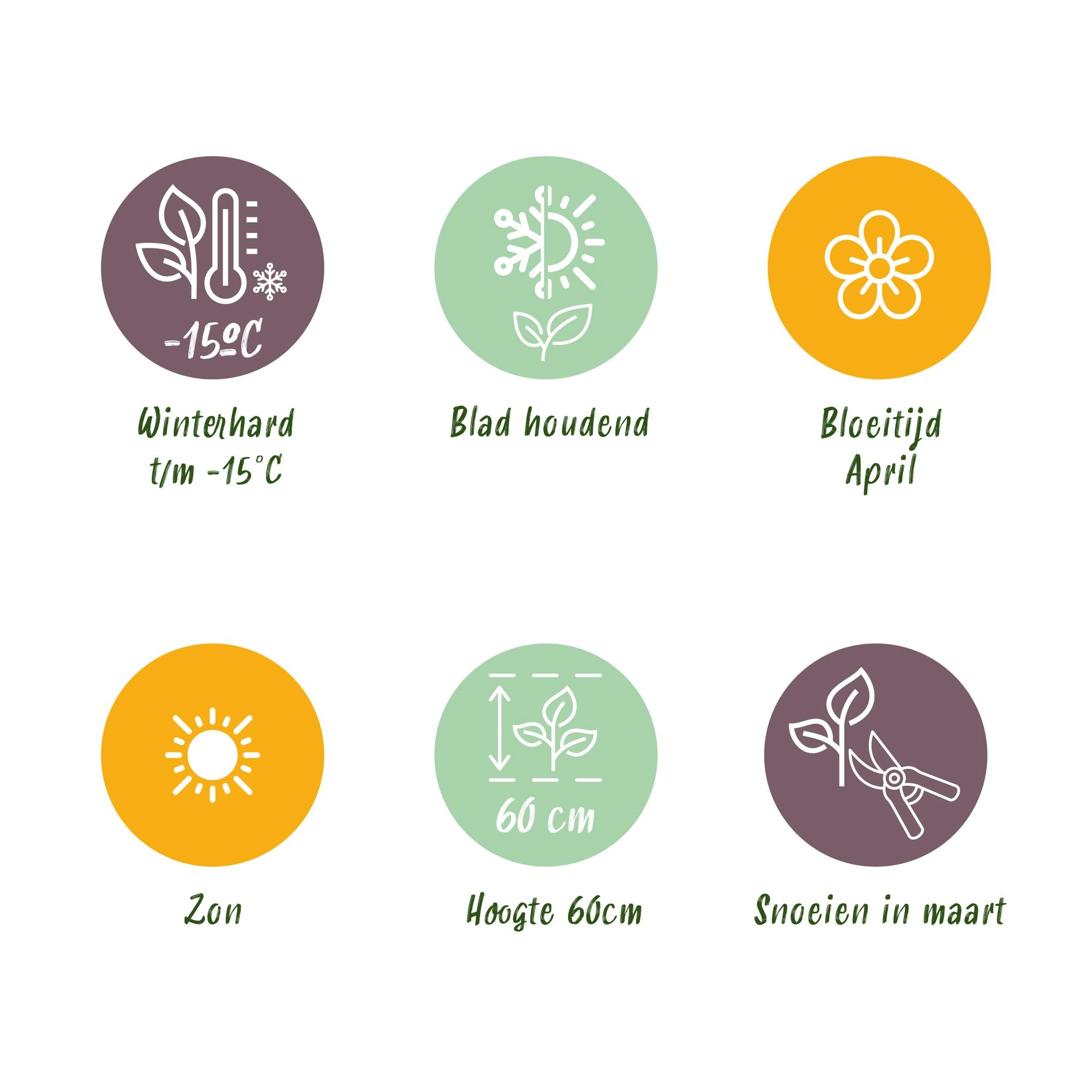 Festuca glauca Intense Blue