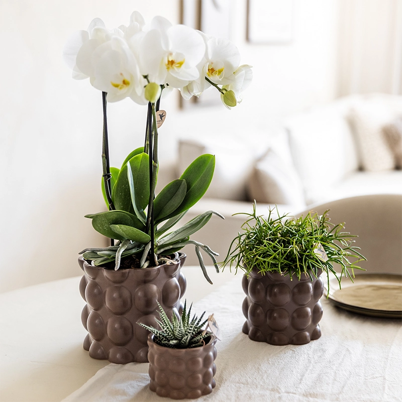 Detailansicht: Blasenstruktur und Farbton des braunen Cotton Übertopfes