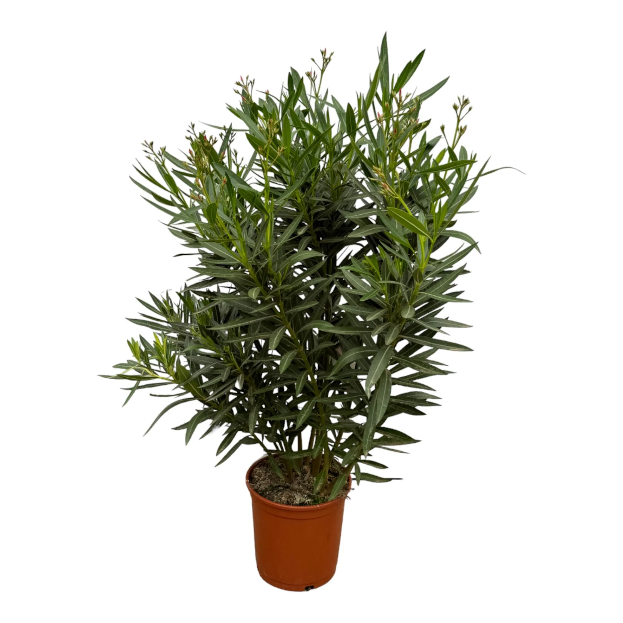 Nerium Oleander mit rosa Blüten und glänzenden grünen Blättern