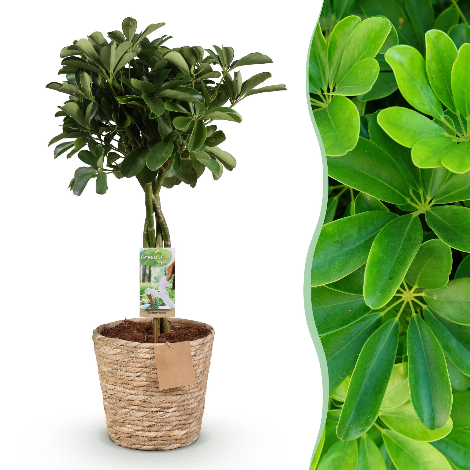 Schefflera Nora Zimmerpflanze