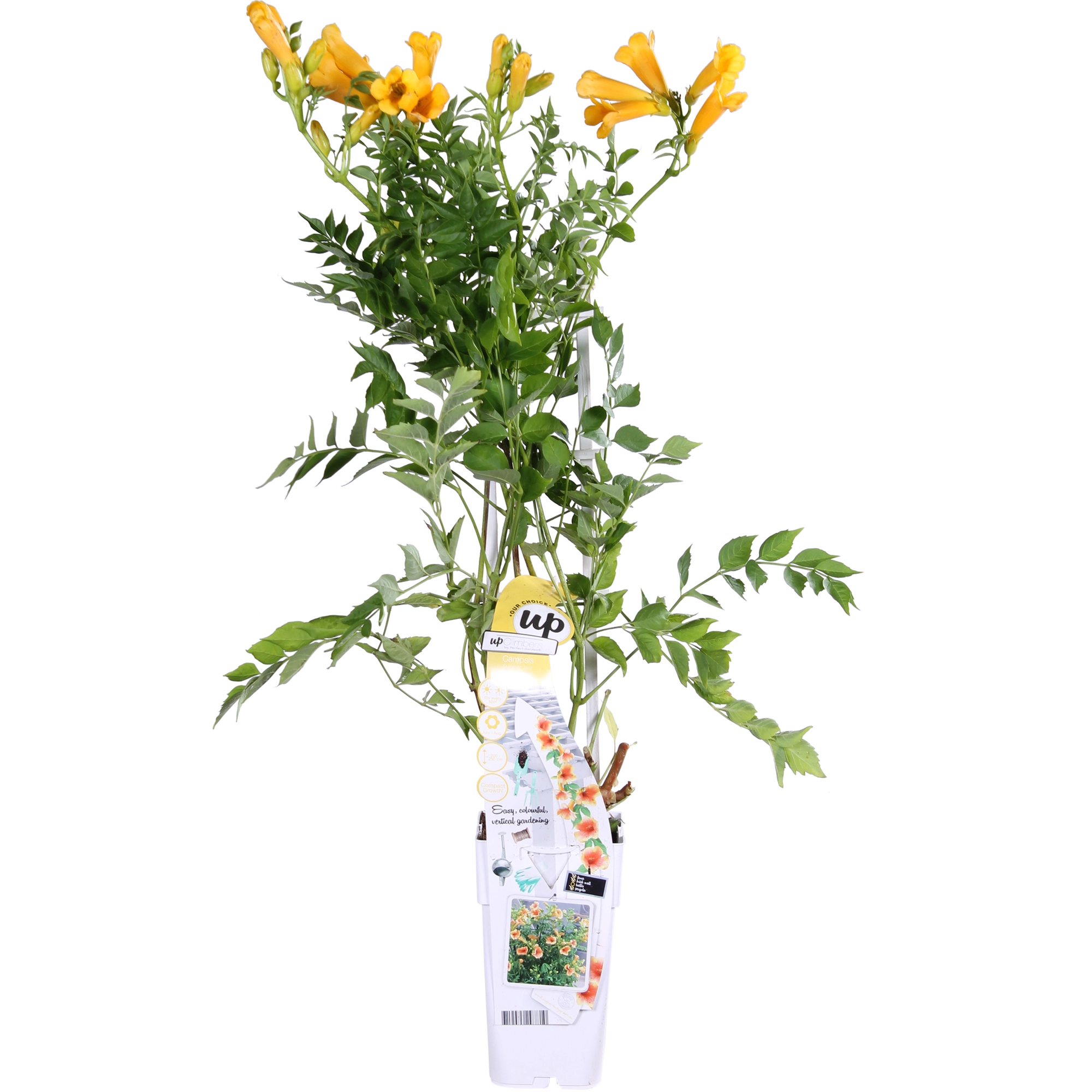 Campsis Summer Jazz Gold mit gelben Trompetenblüten frontal