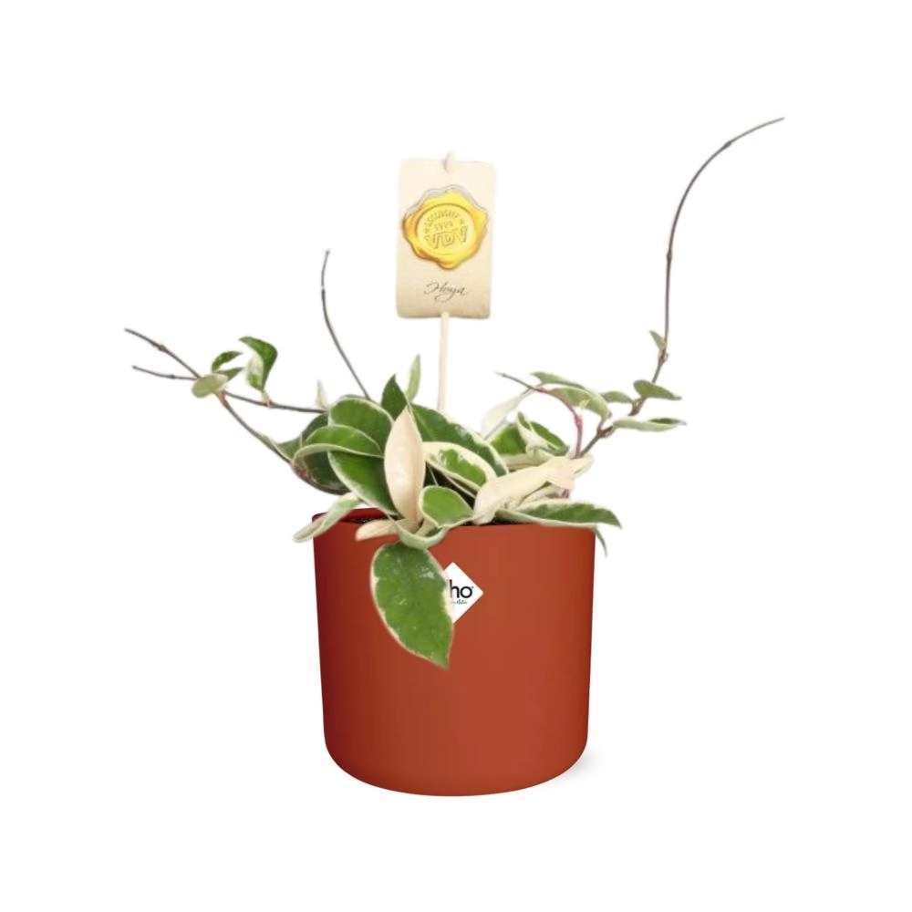 Hoya Wachsblume – Pflegeleicht und dekorativ