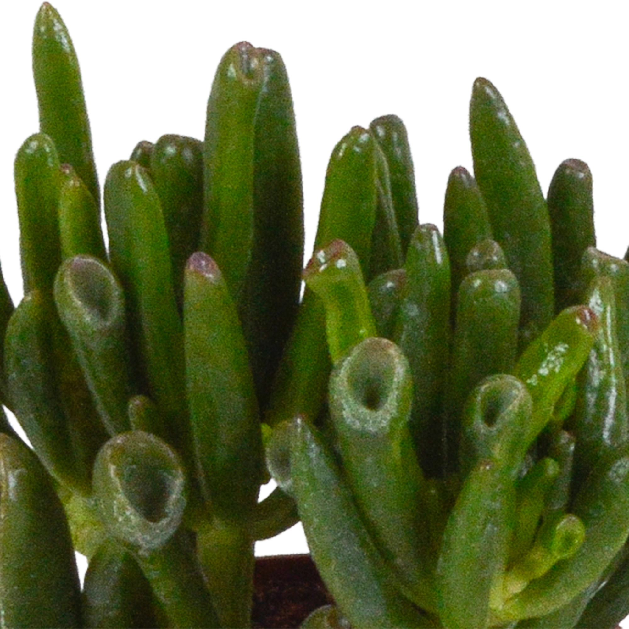Detailansicht der Crassula Pflanzen