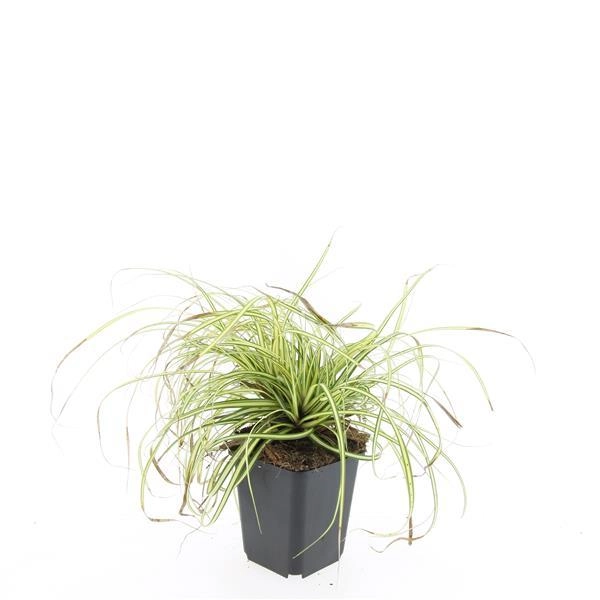 Carex oshimensis 'Evergold' in voller Pracht