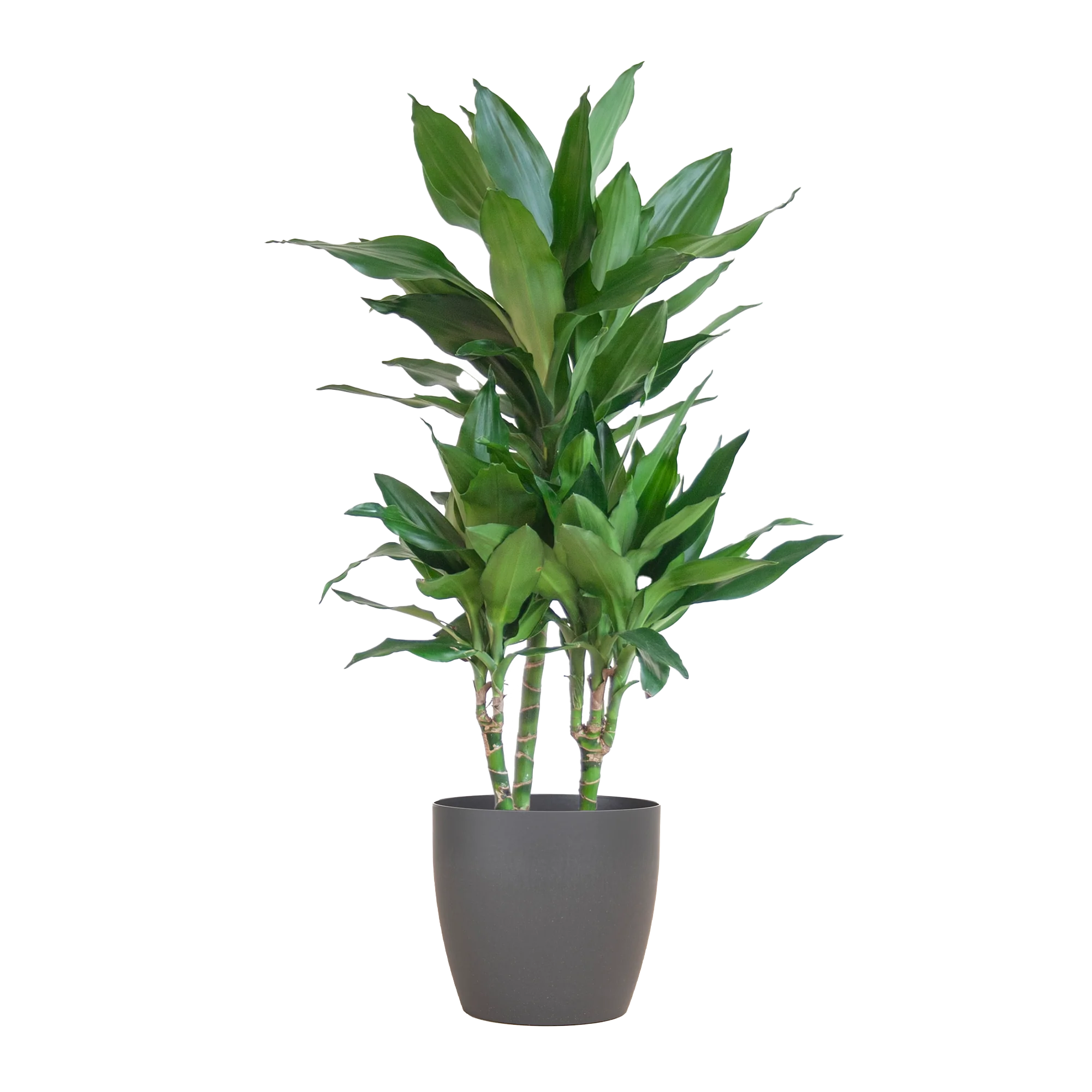 Dracaena Janet Lind - Frontalansicht