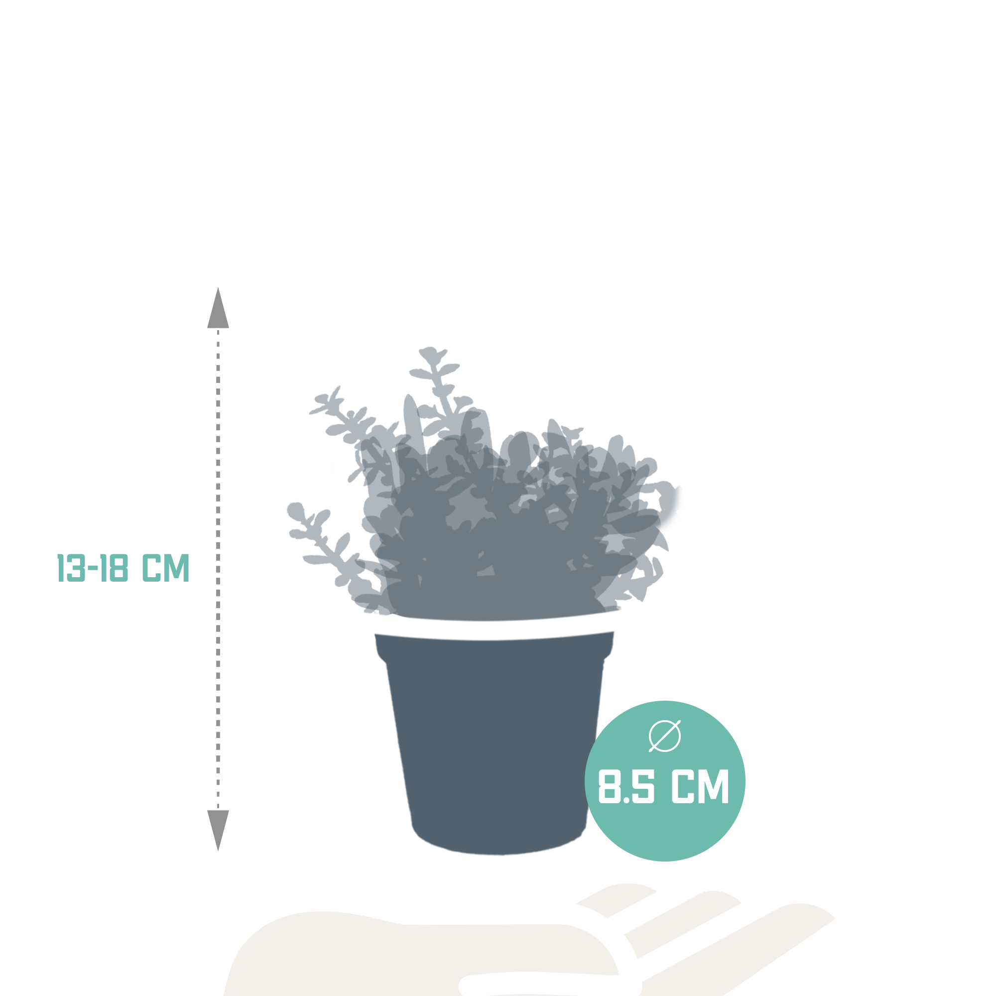 Drei verschiedene Crassulas