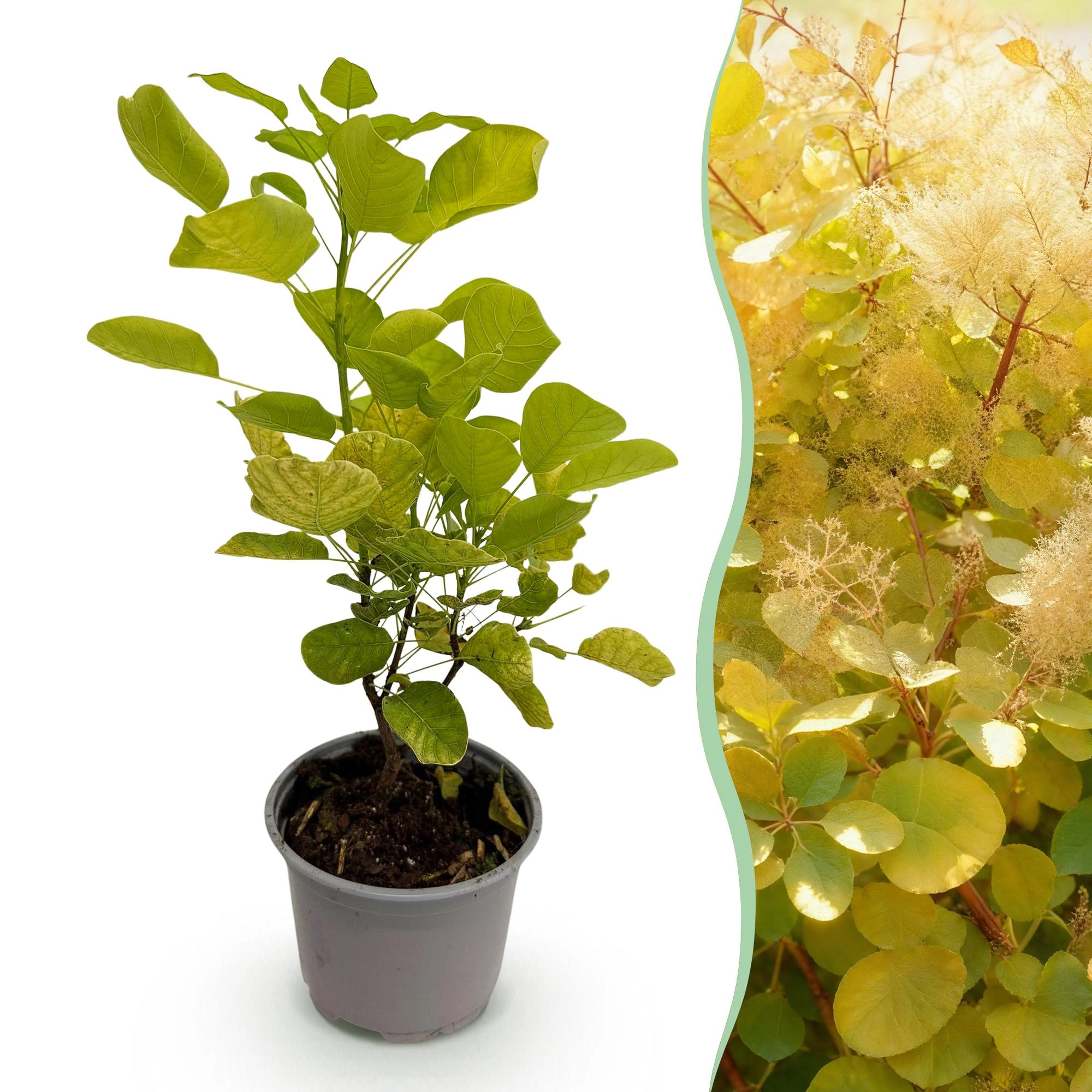Cotinus coggyria Golden Spirit in einem Garten