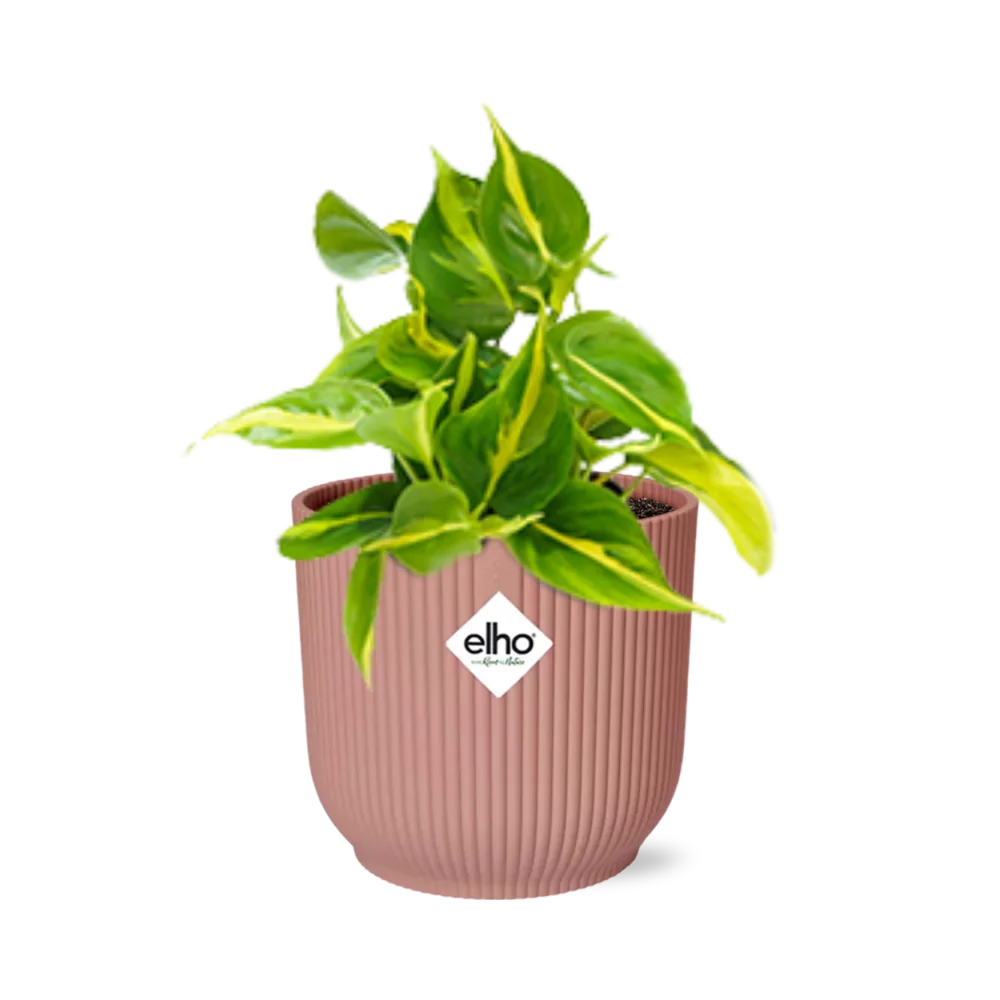 Dekorativer Topf des Philodendron Scandens ‘Brasil’