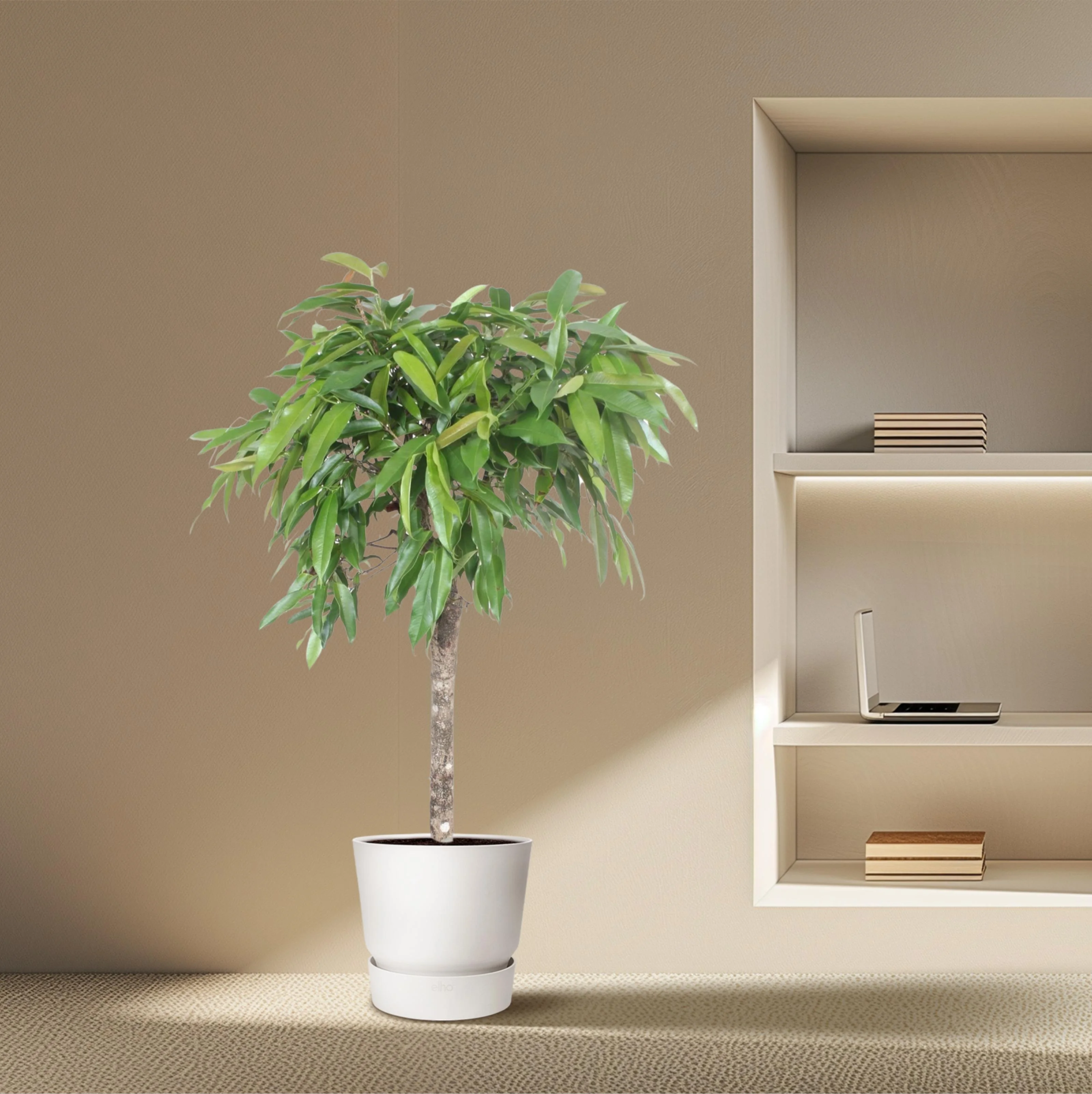 Ficus Amstel King im Wohnraum