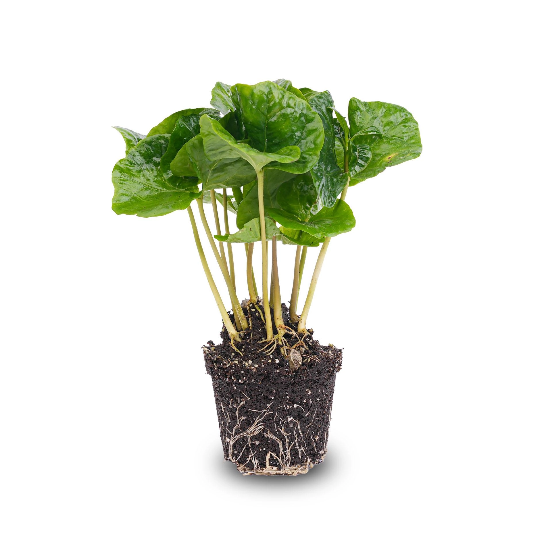 Coffea Arabica in einem Terrarium