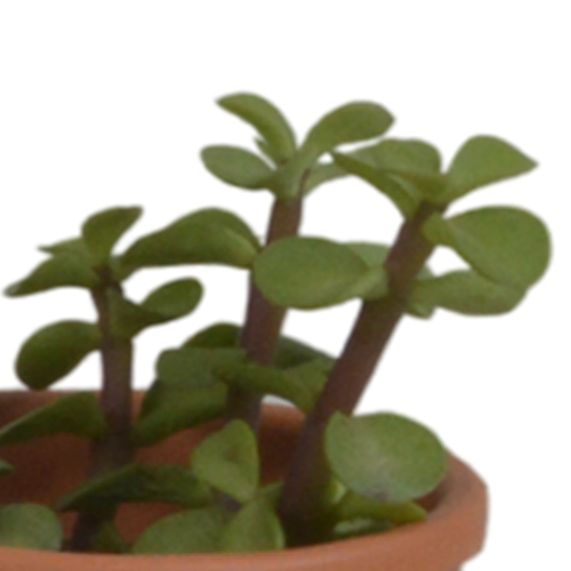 Sukkulentenmix Terrakottatopf