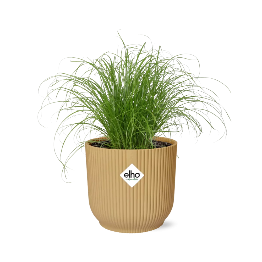 Schirmpflanze in der Wohnung