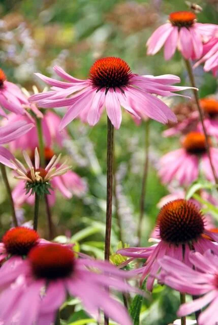Echinacea purpurea 'Magnus' in voller Blüte