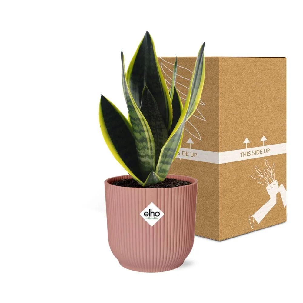 Sansevieria in dekorativem Topf