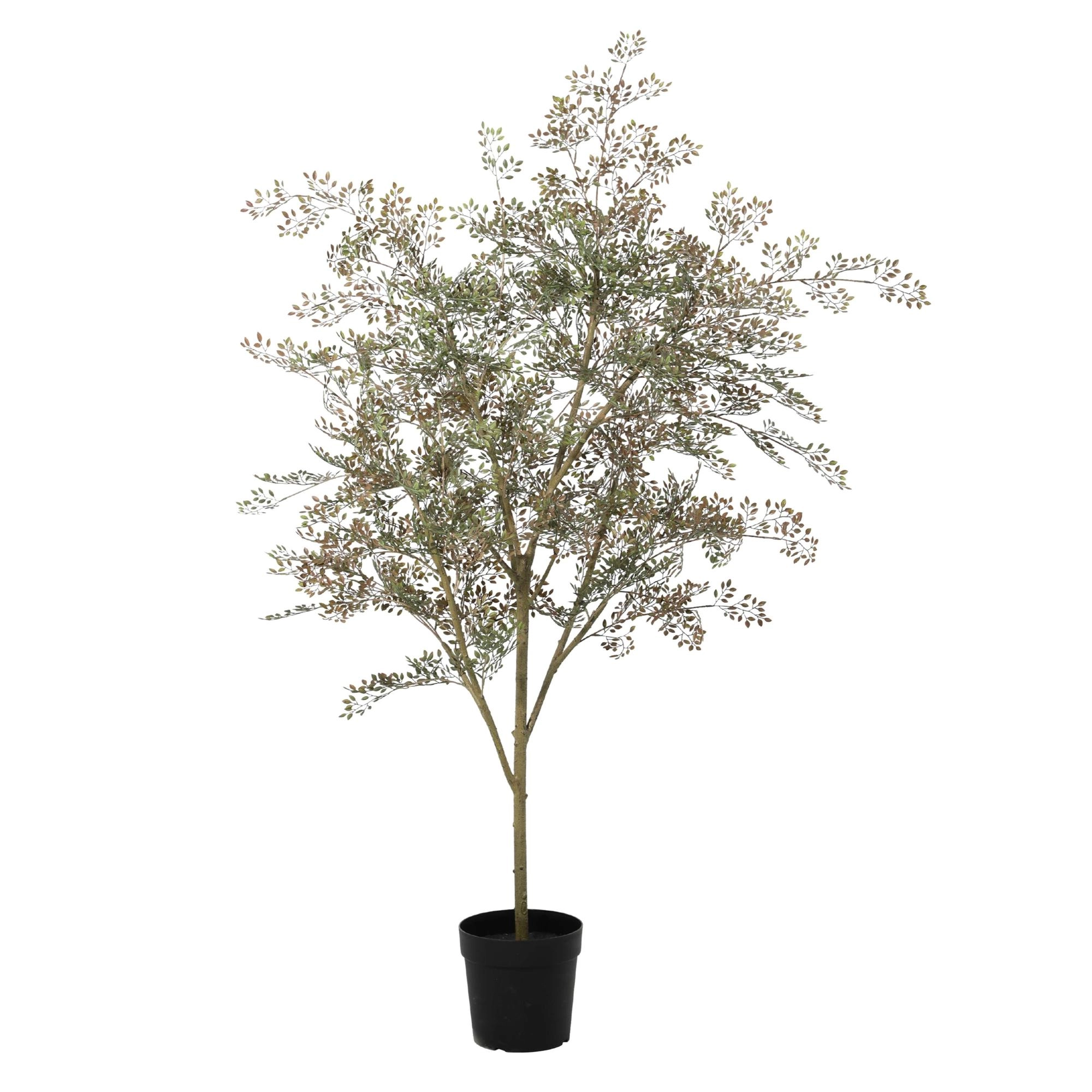 Eleganter Kunst Bucida Baum