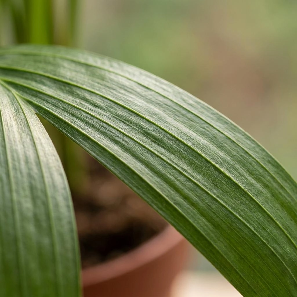 Goldfruchtpalme als Zimmerpflanze