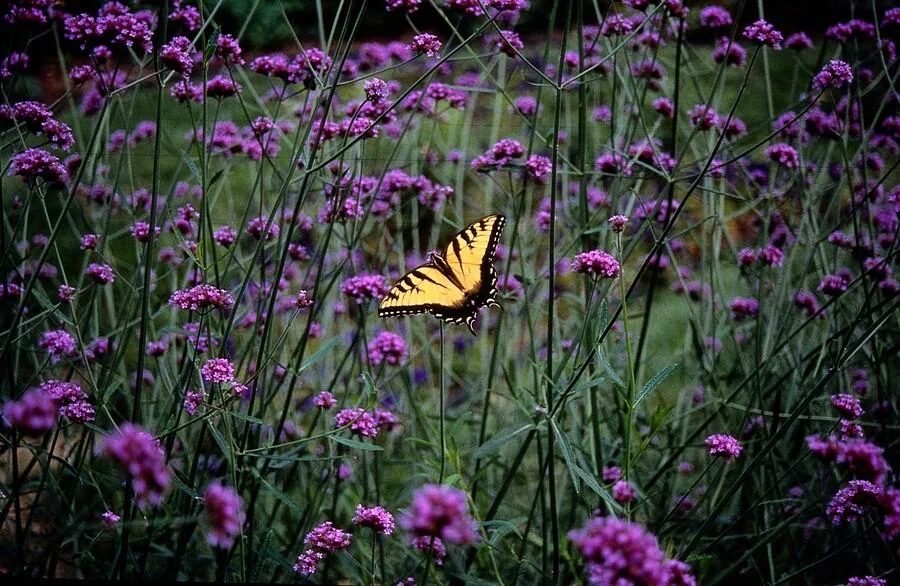 Verbena bonariensis im Garten