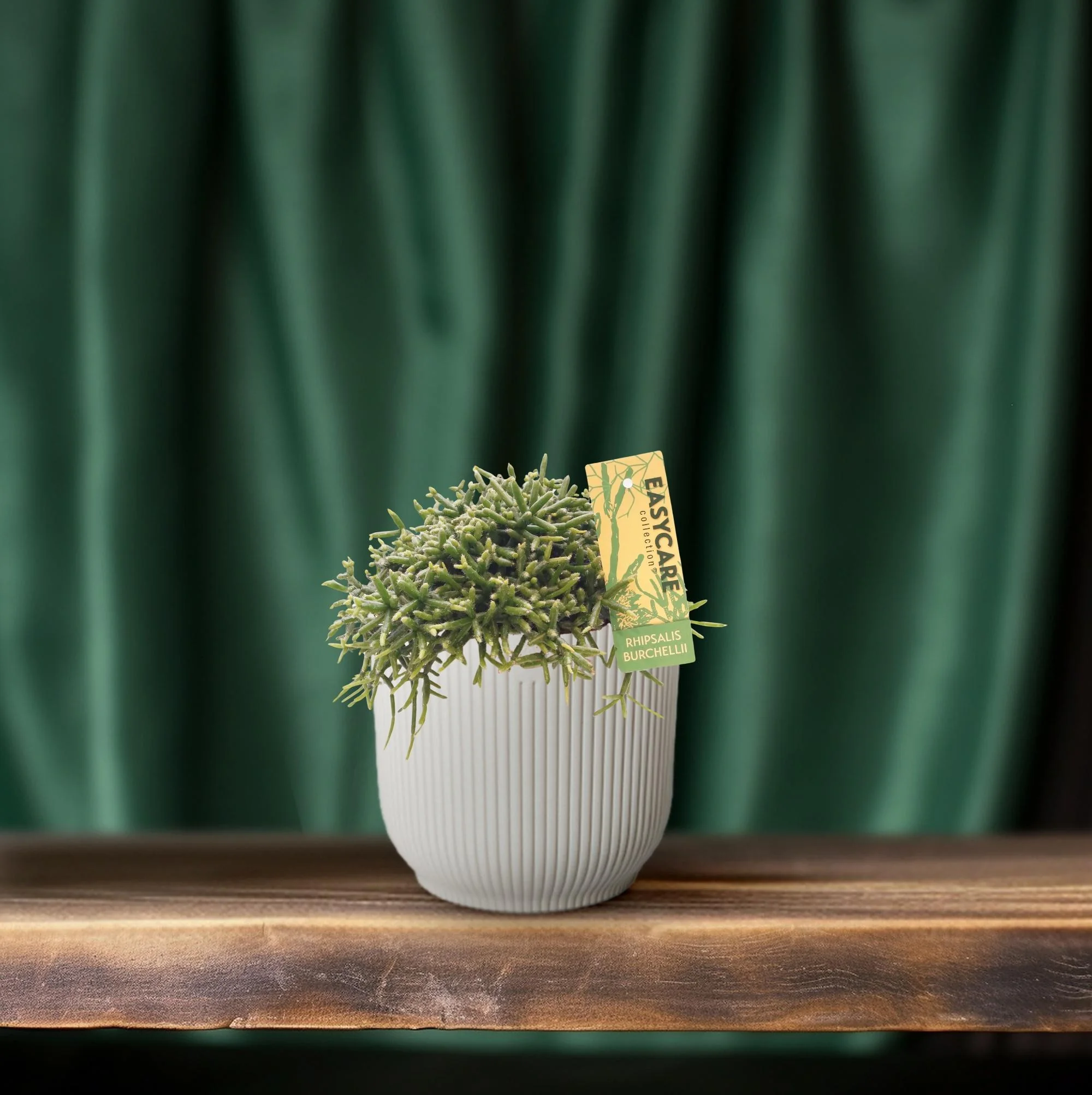 Rhipsalis Burchellii 2