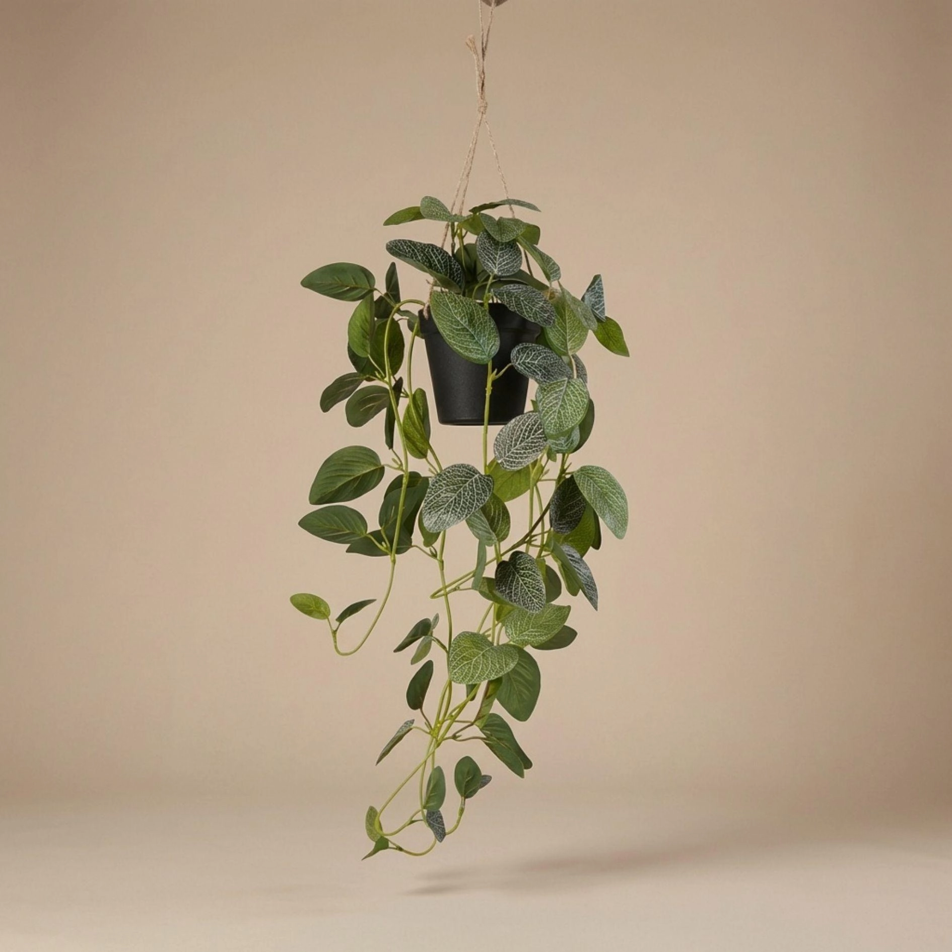 Fittonia Hängepflanze in schwarzem Topf, frontal