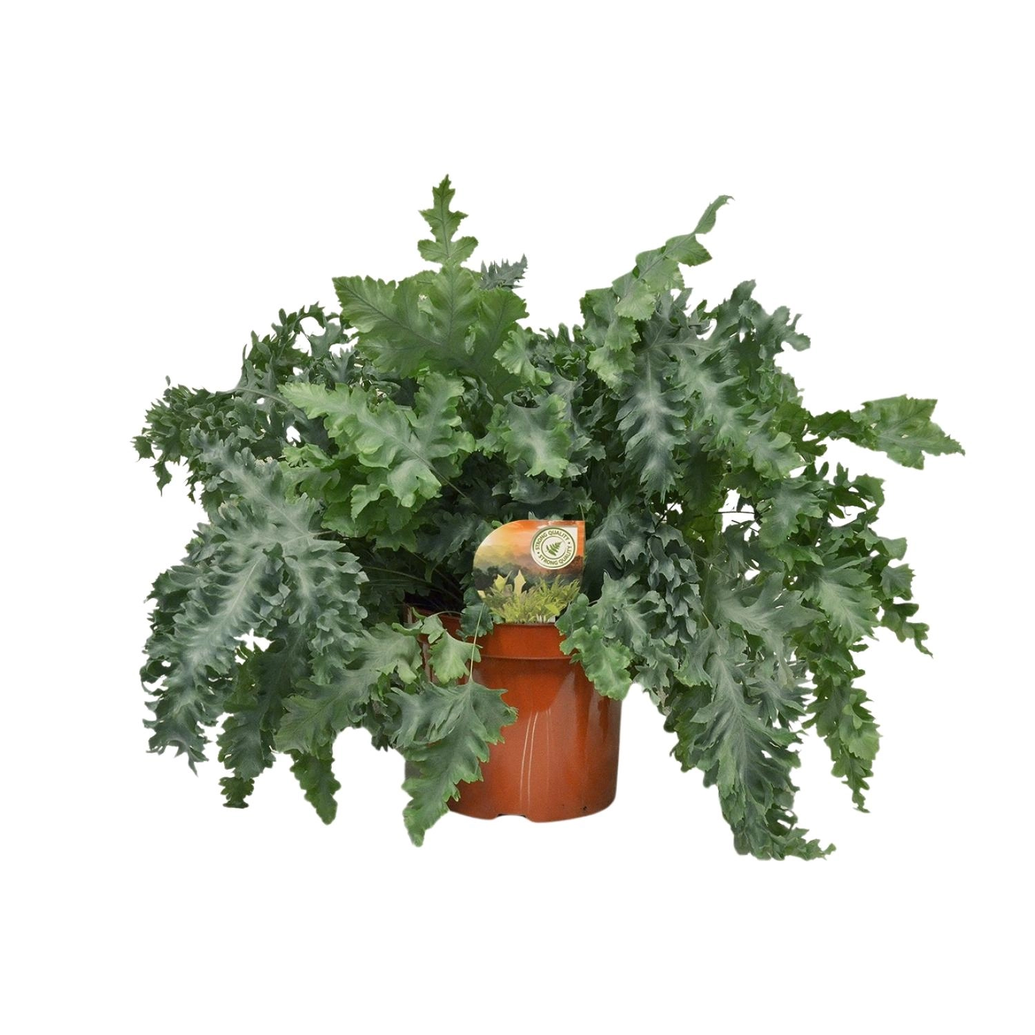 Detaillansicht Goldener Tüpfelfarn