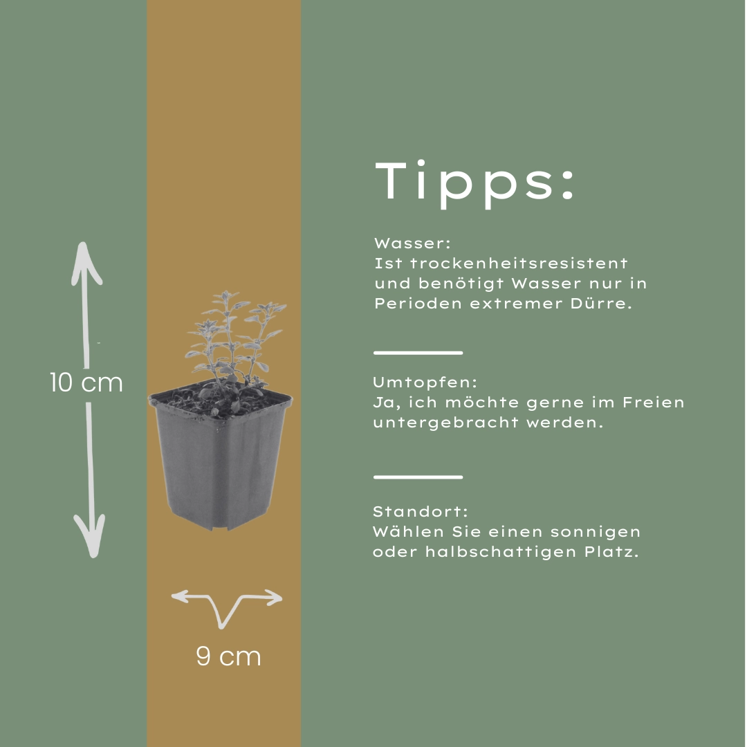 Teucrium lucidrys im Garten