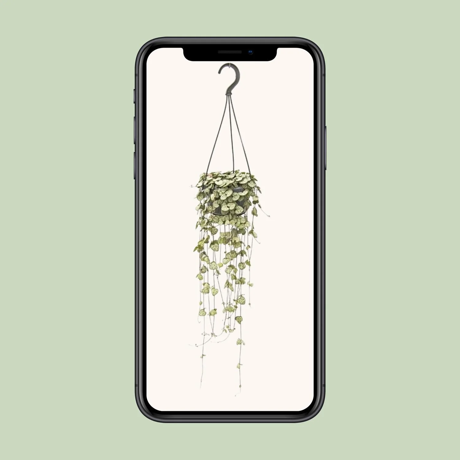 Ceropegia Woodii Details