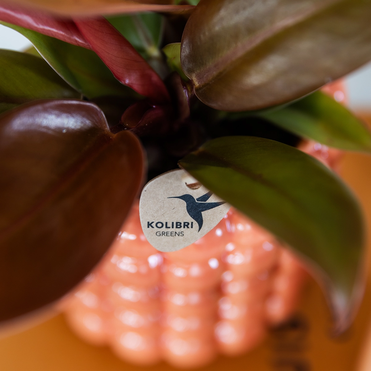 Nazare Orchidee & Poppy Orange Übertopf, Frontansicht