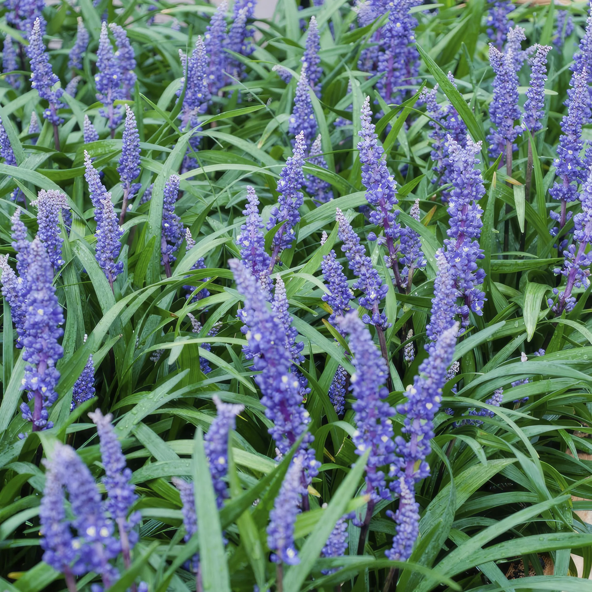 Liriope muscari ‘Big Blue’ Detailansicht