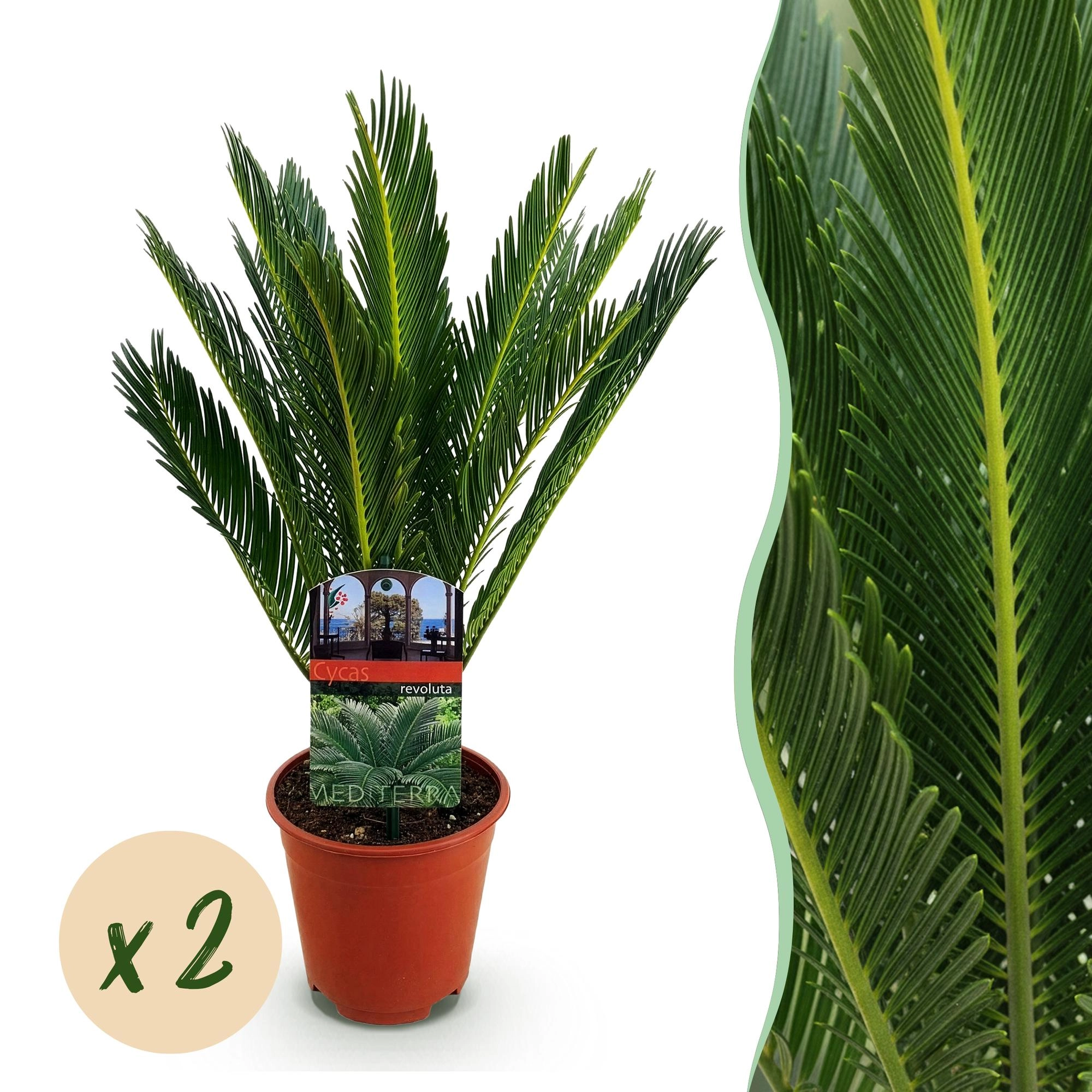 Cycas revoluta - Sago-Palme frontal