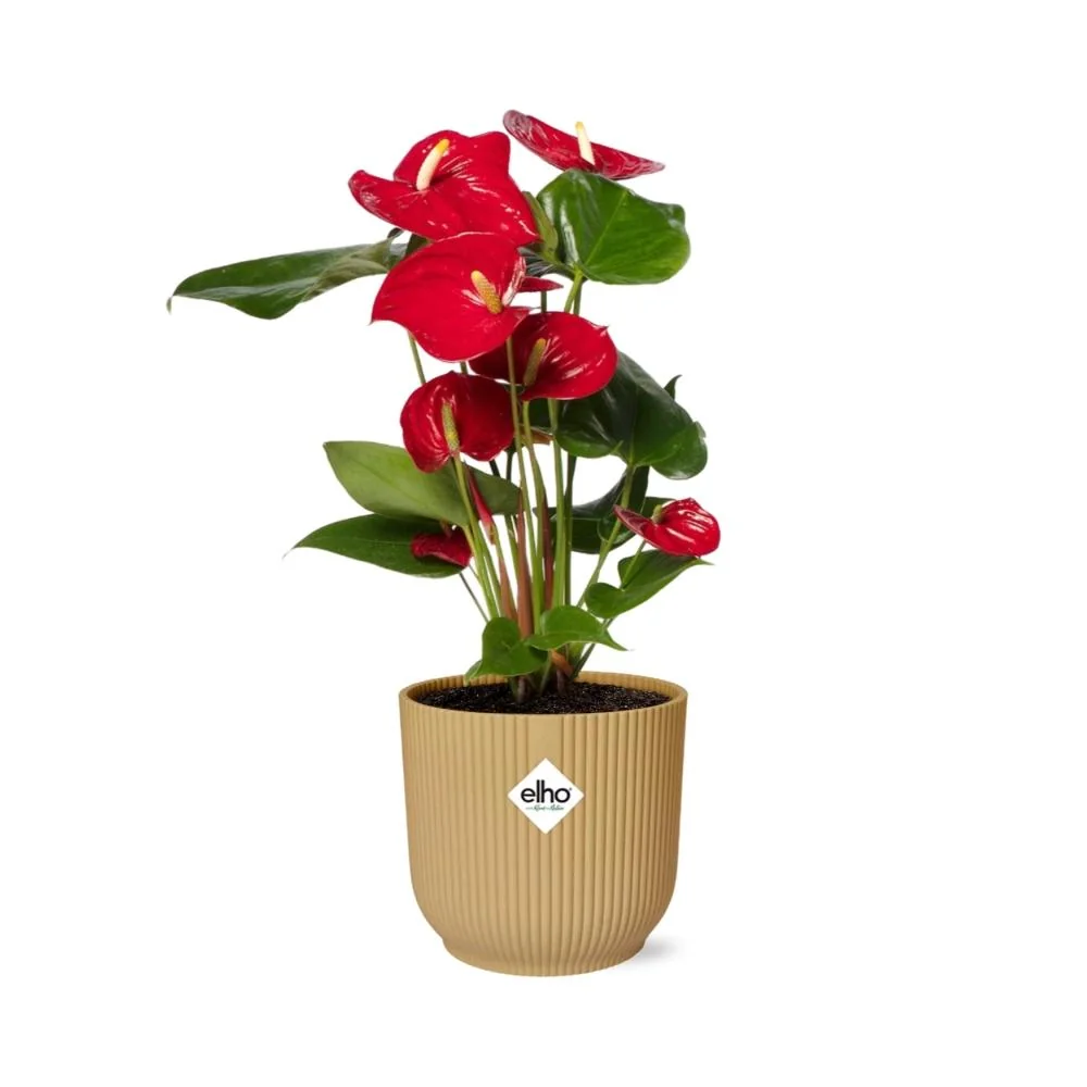 Anthurium in gelbem Topf